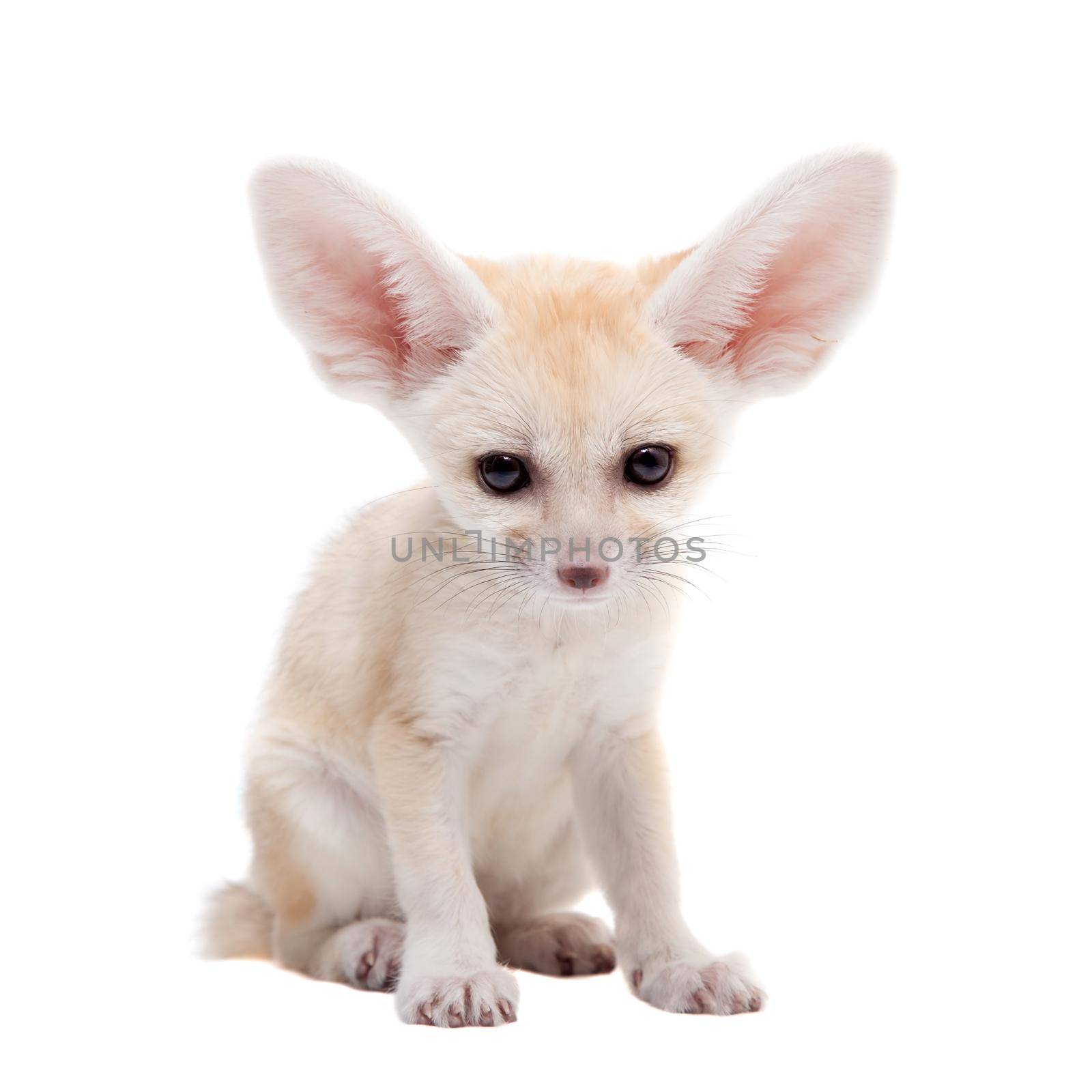 Pretty Fennec fox, Vulpes or Fennecus zerda cub on white background