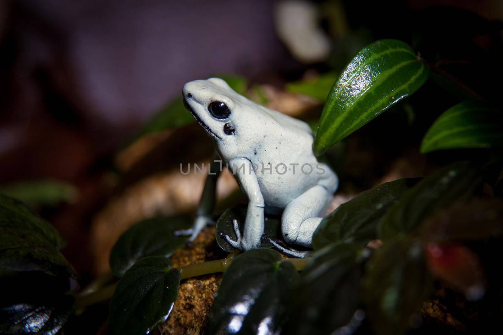 The golden poison frog, Phyllobates terribilis, in terrarium