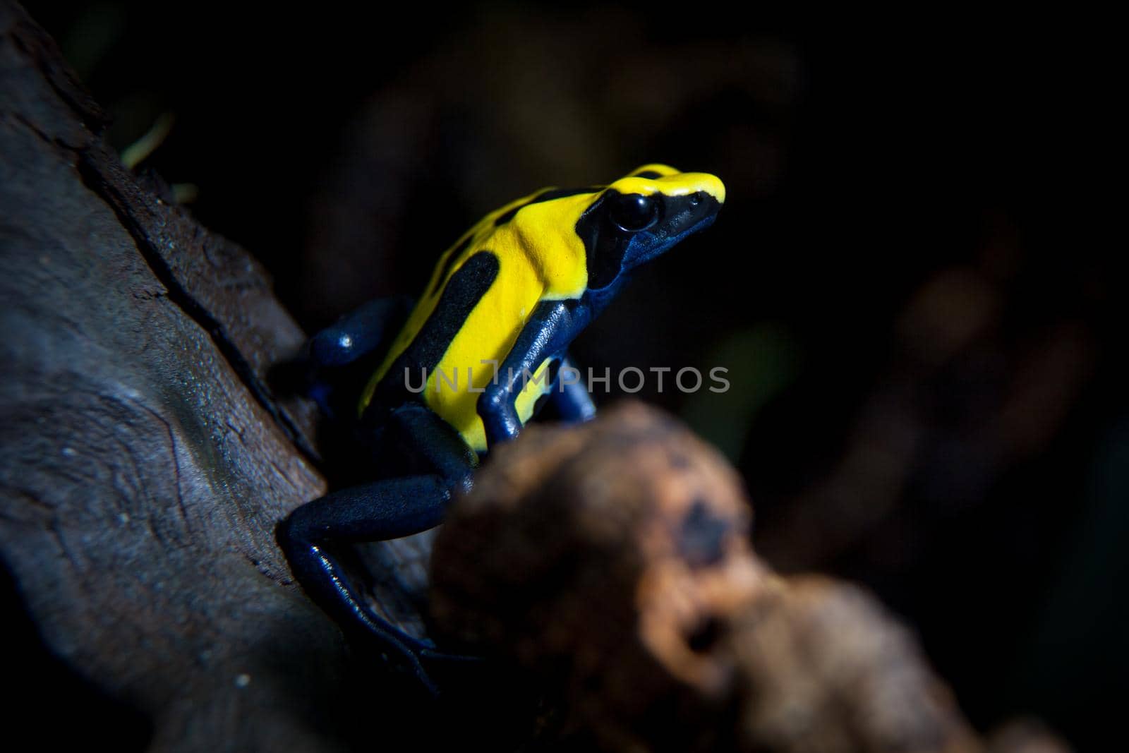 Citronella Dyeing Poison Dart Frog in terrarium by RosaJay