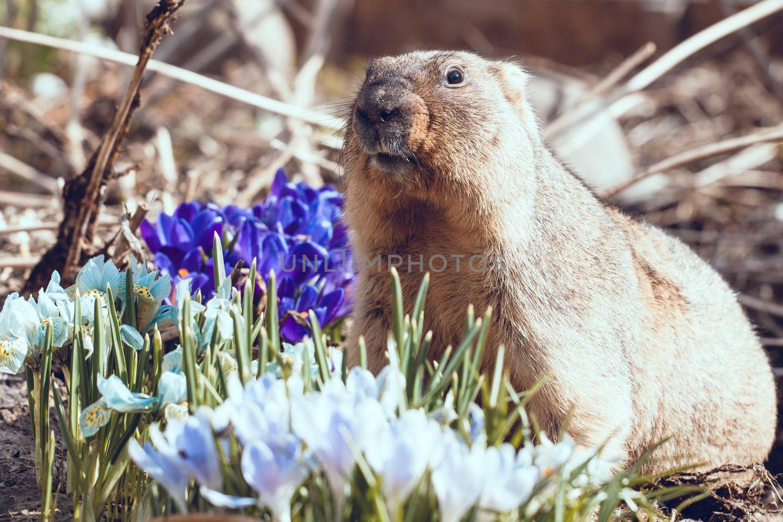 The bobak marmot in autumn park, Marmota bobak, or steppe marmot