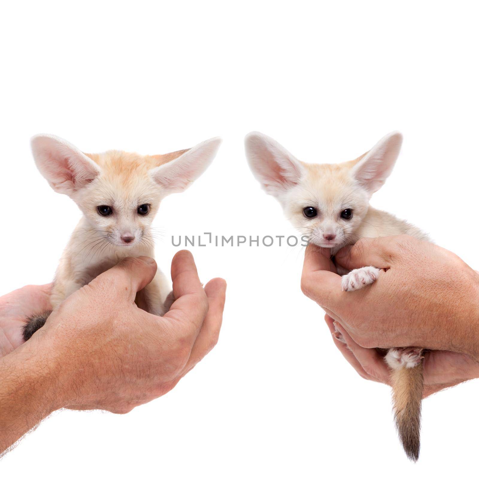 Pretty Fennec fox, Vulpes or Fennecus zerda cub on white background