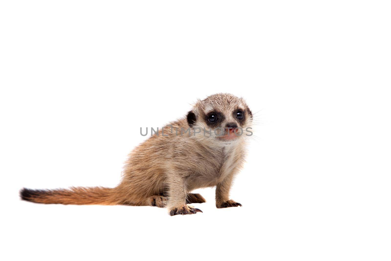 The meerkat or suricate cub, 1 months old, on white by RosaJay