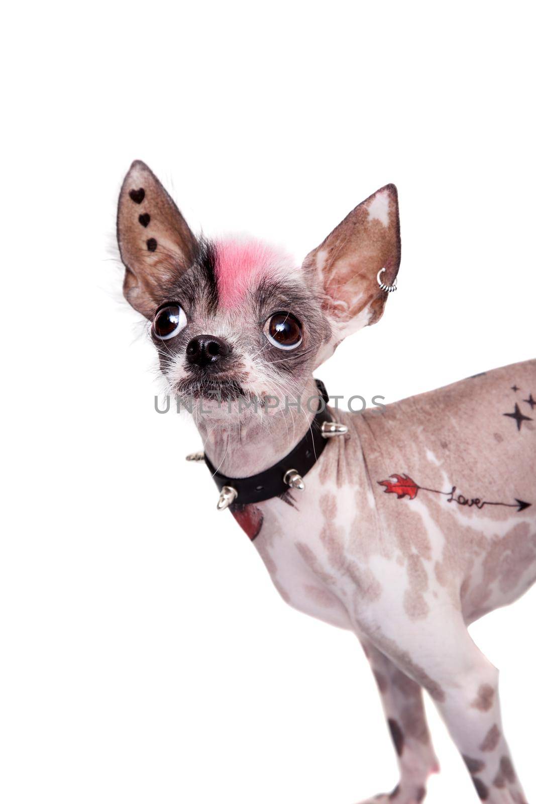 Punk style peruvian hairless and chihuahua mix dog with tattoo and piercing isolated on white