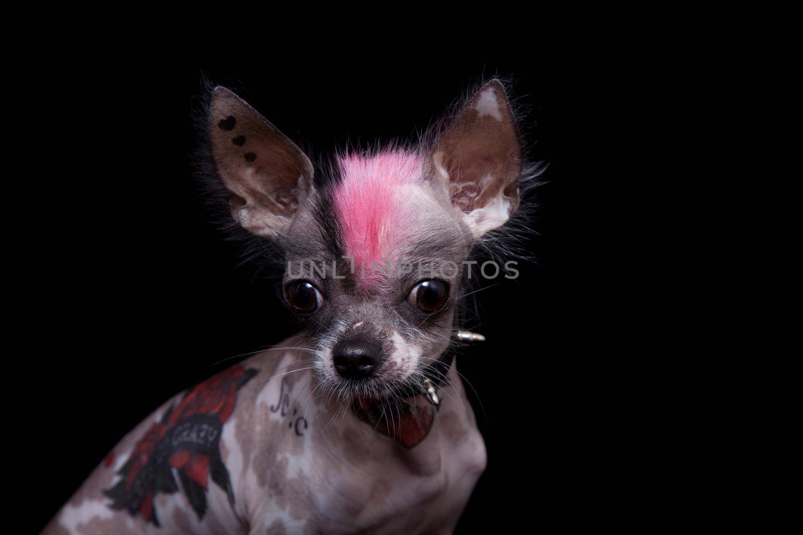 Punk style peruvian hairless and chihuahua mix dog with tattoo, isolated on black