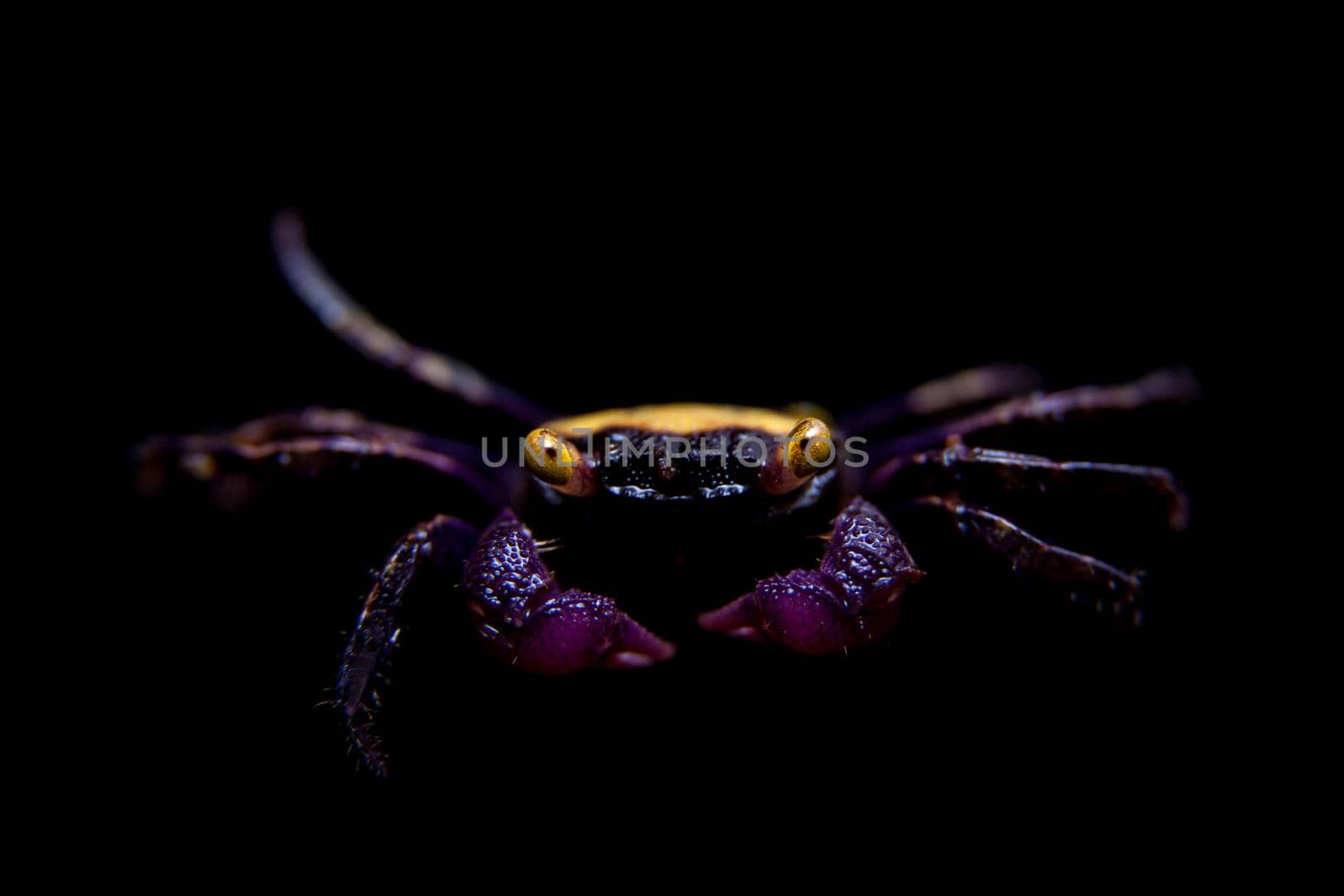 Little Purple Vampire Crab, Geosesarma dennerle, isolated on black background