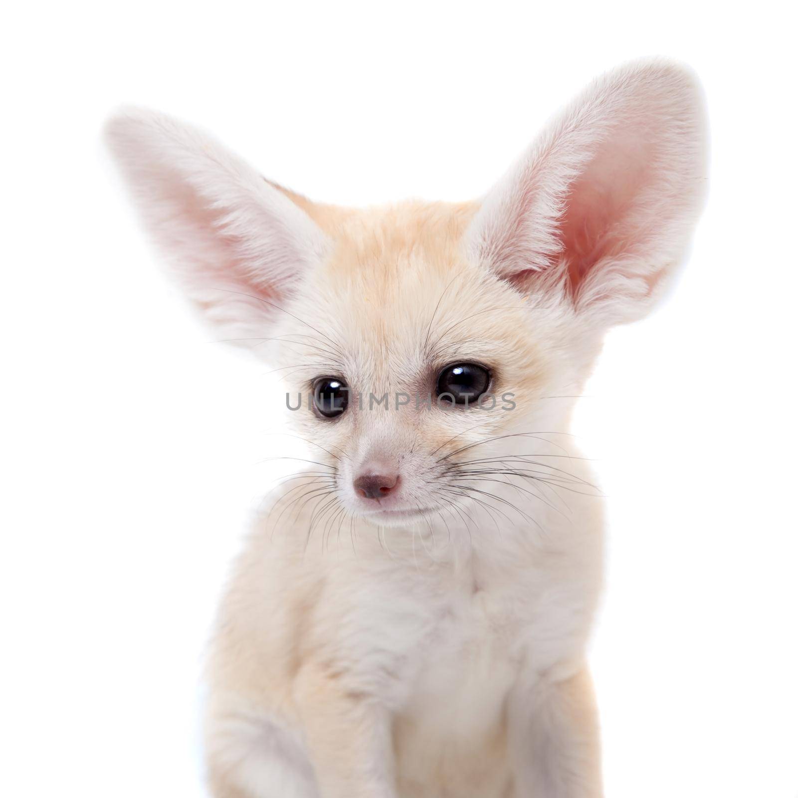 Pretty Fennec fox, Vulpes or Fennecus zerda cub on white background