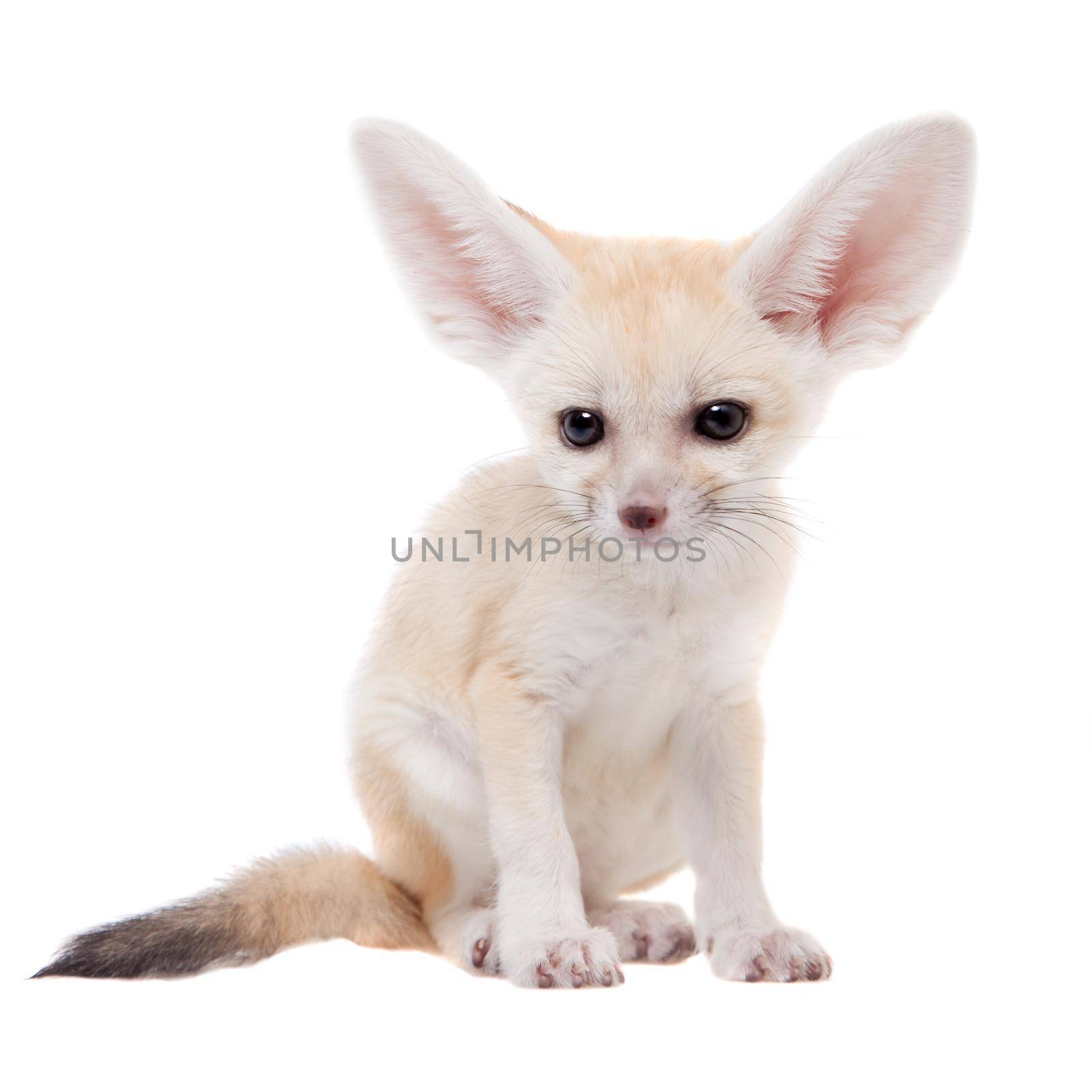 Pretty Fennec fox cub on white background by RosaJay