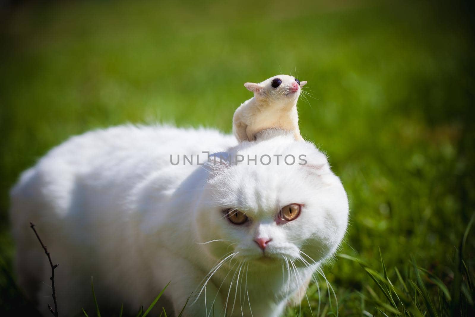 White Scottish Fold cat with white sugar glider on grass by RosaJay