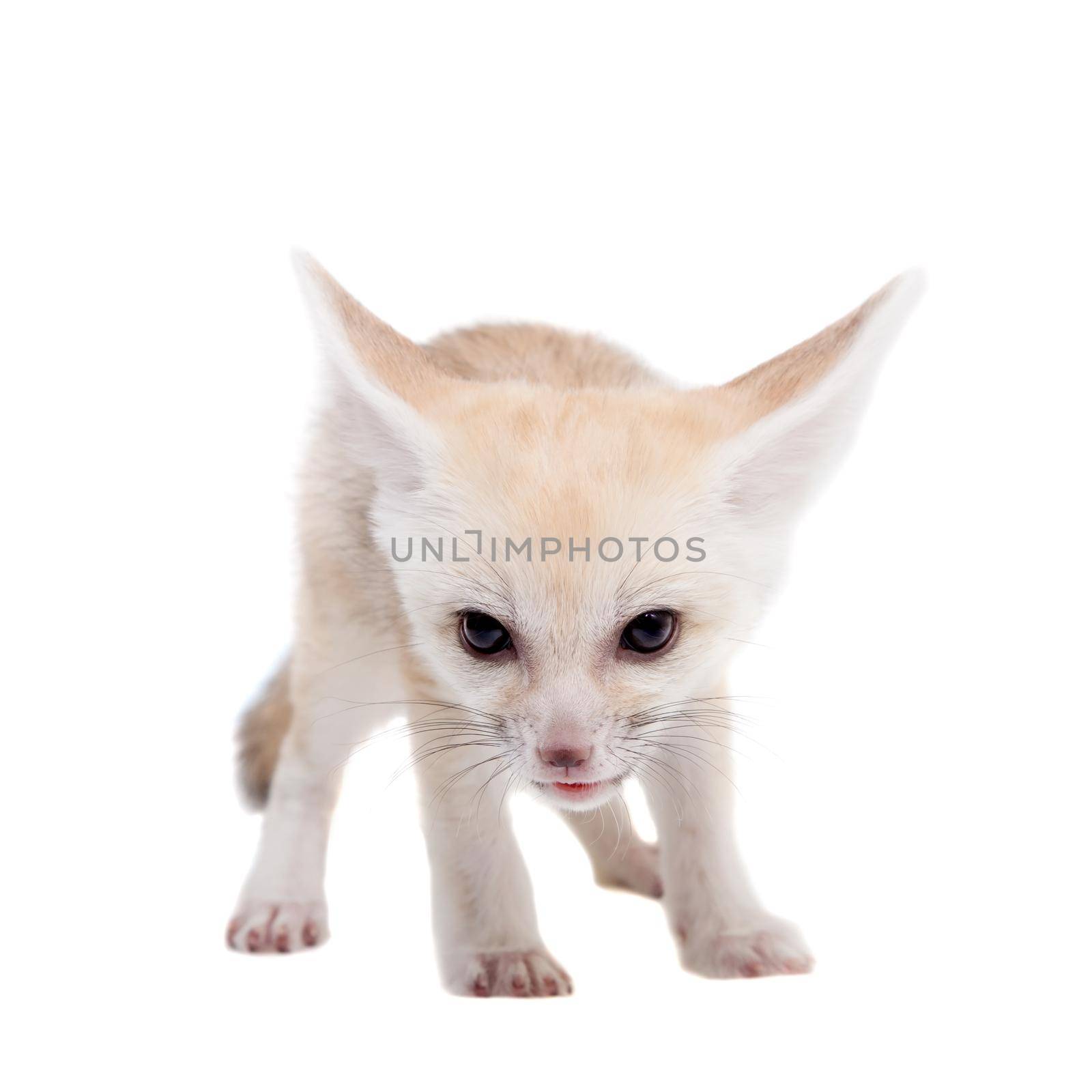 Pretty Fennec fox, Vulpes or Fennecus zerda cub on white background