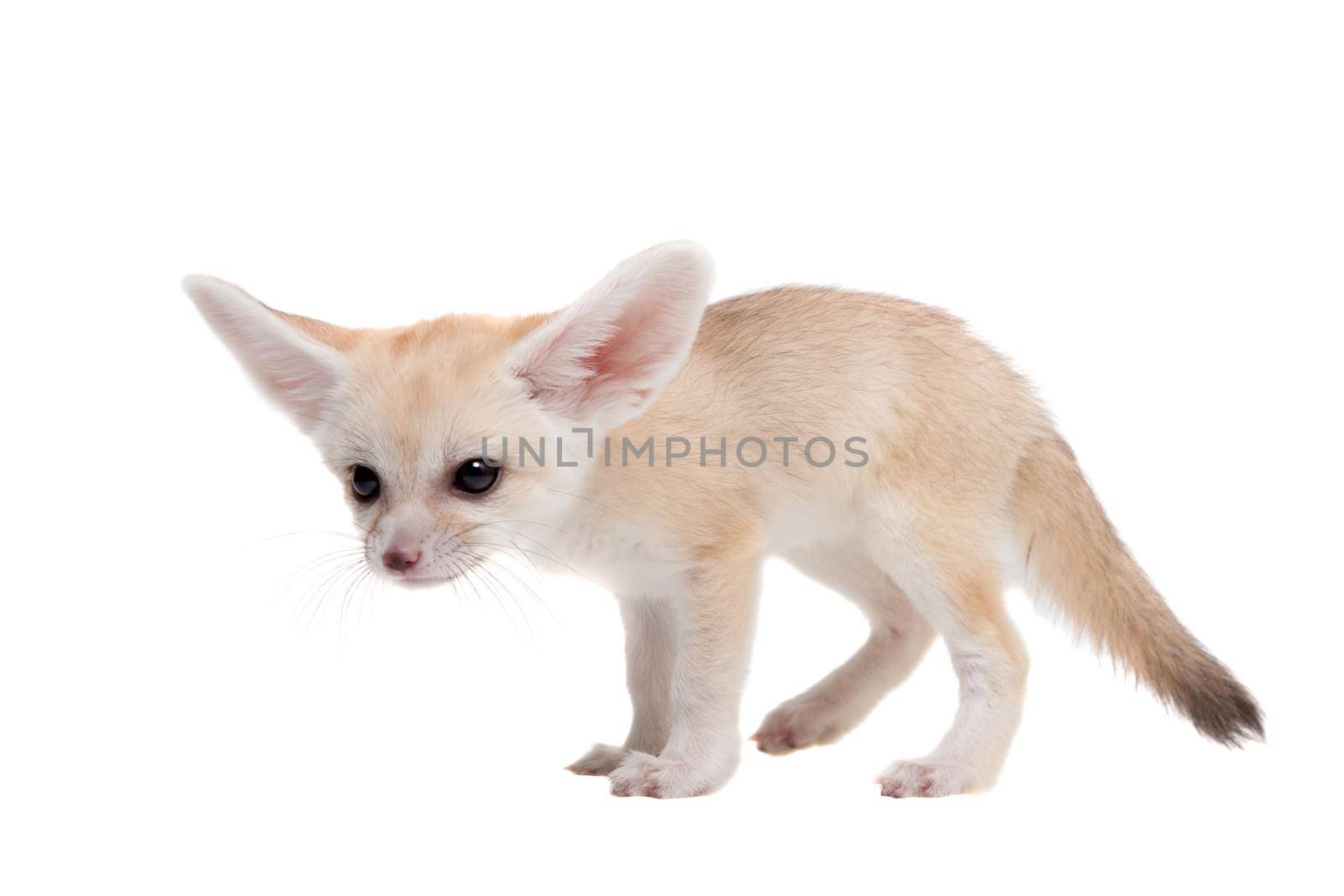 Pretty Fennec fox cub on white background by RosaJay