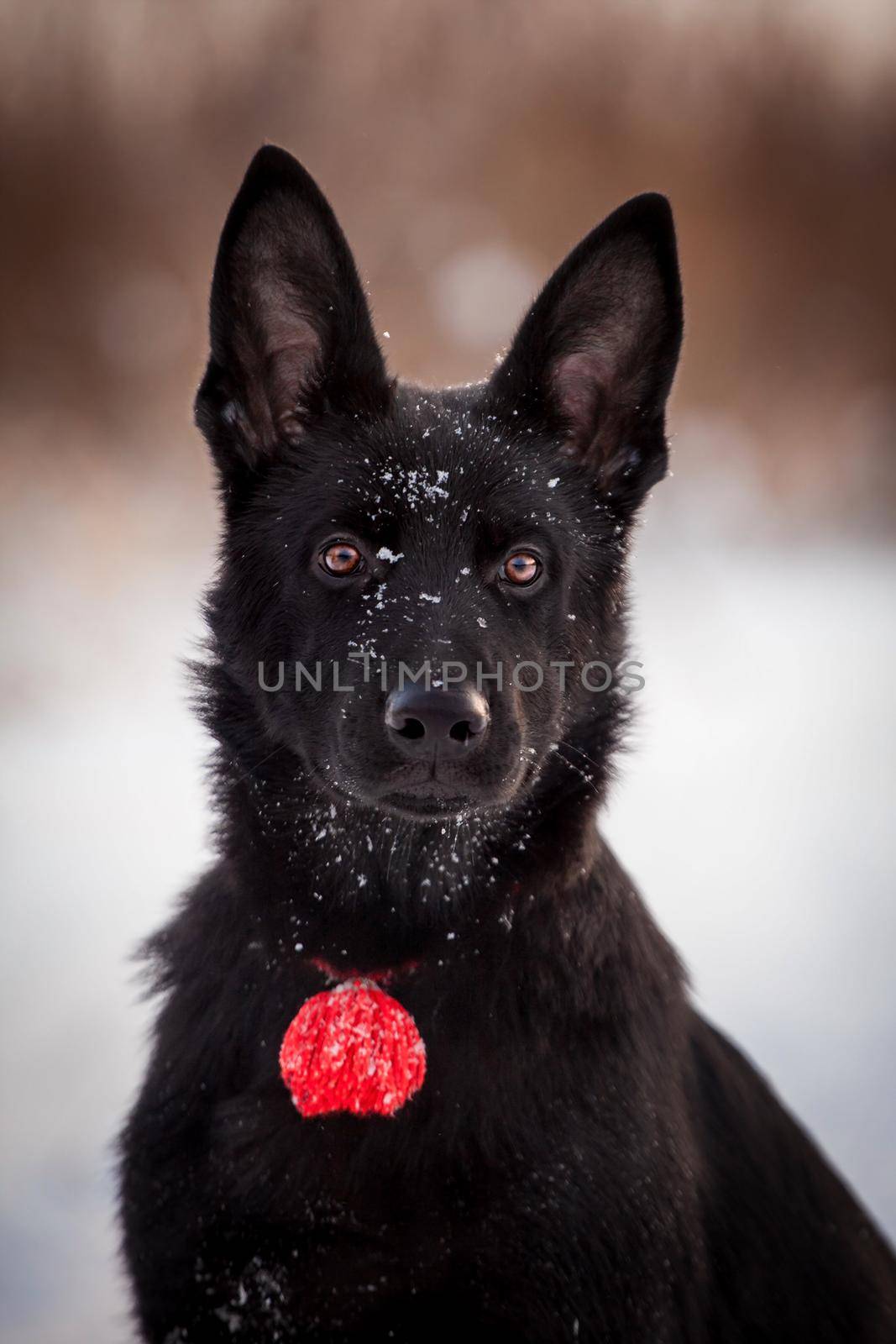 5 month old shepherd dog in the field by RosaJay