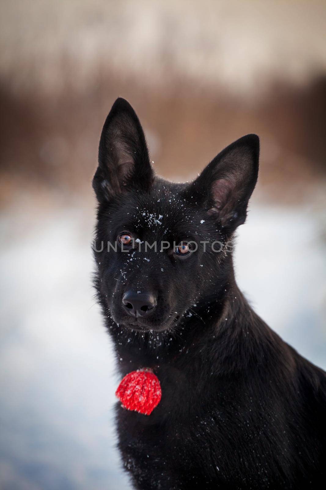 5 month old shepherd dog in the field by RosaJay