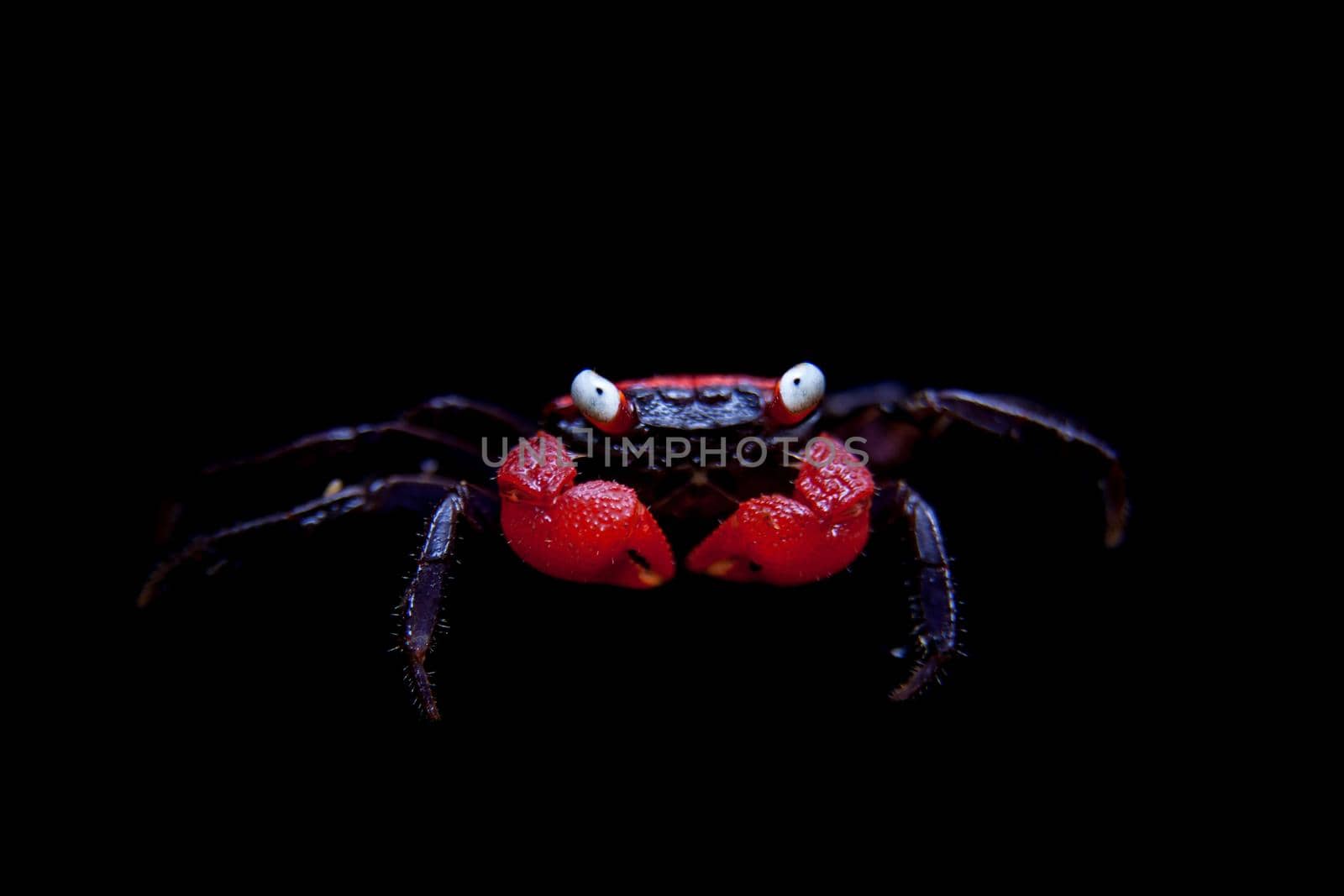 Little Red devil Crab, Geosesarma hagen, isolated on black background