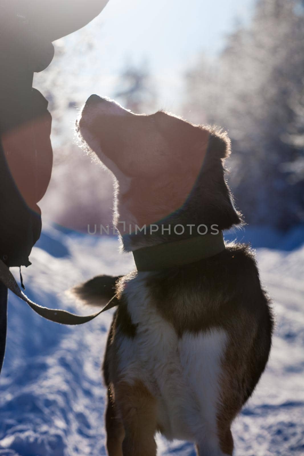 Mixed breed dog in the winter field by RosaJay