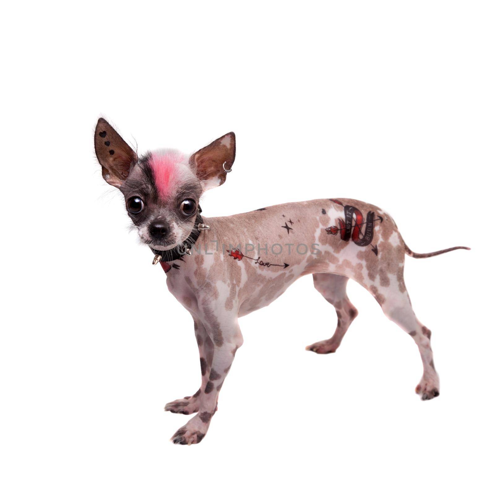 Punk style peruvian hairless and chihuahua mix dog with tattoo and piercing isolated on white