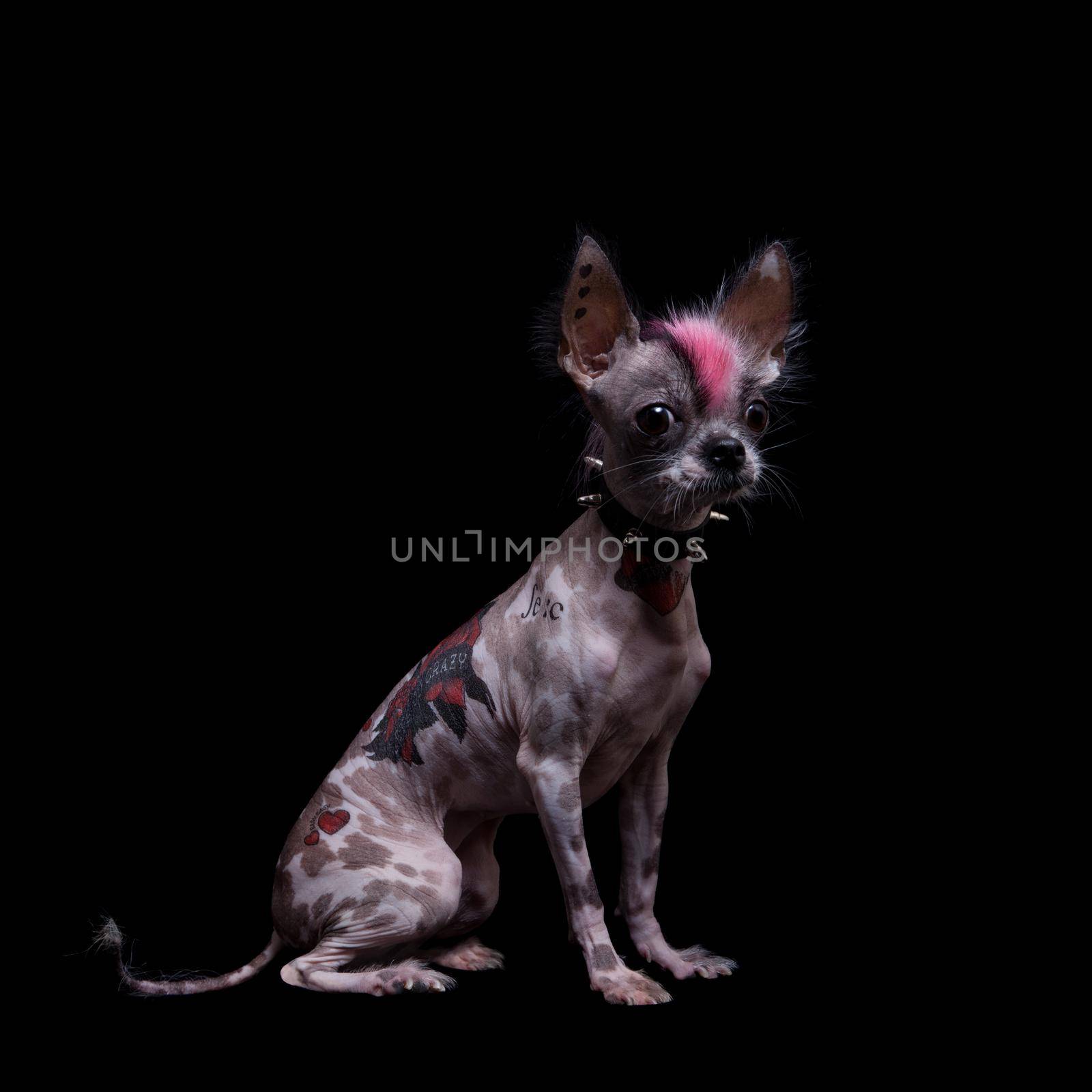 Punk style peruvian hairless and chihuahua mix dog with tattoo, isolated on black