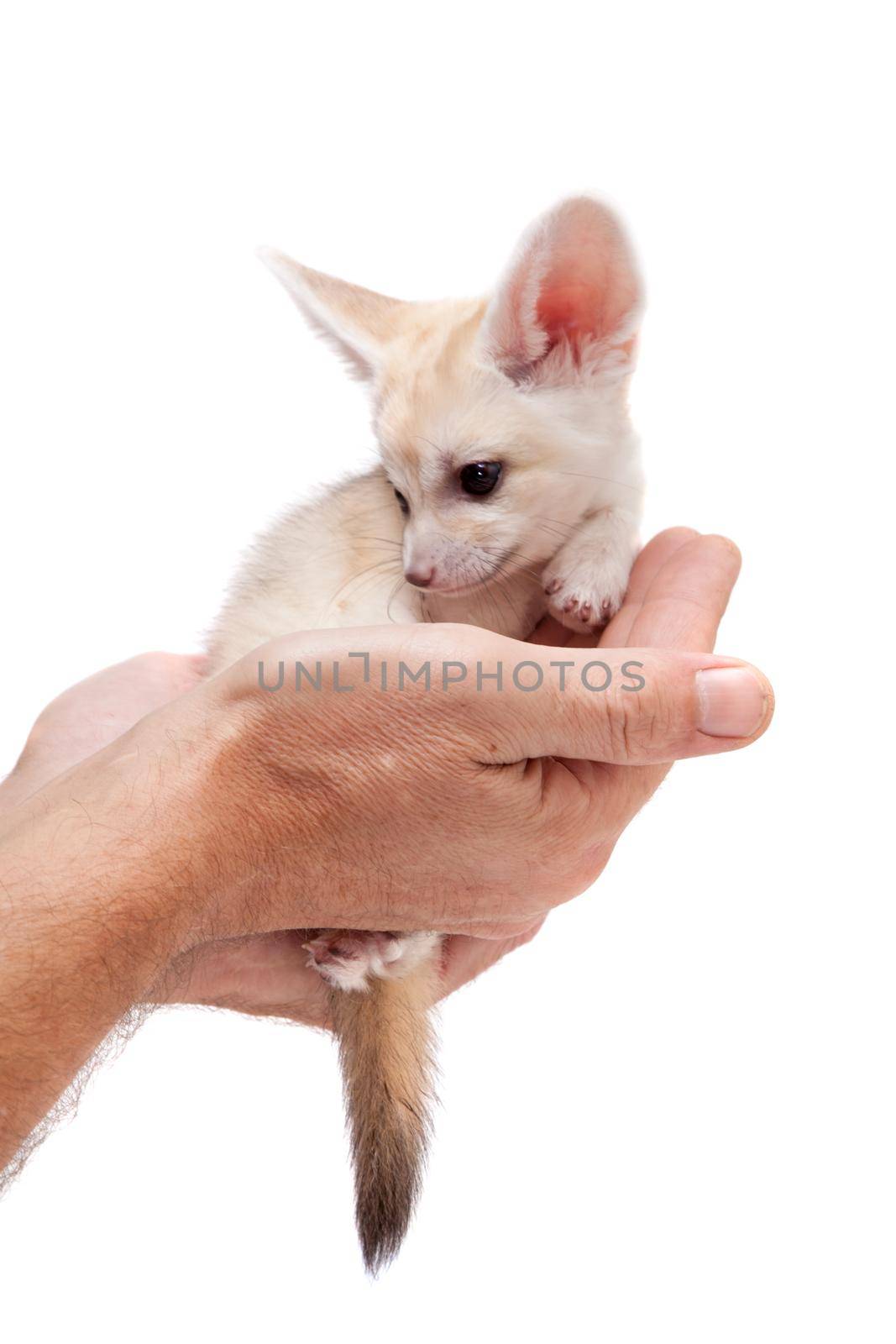 Pretty Fennec fox, Vulpes or Fennecus zerda cub on white background