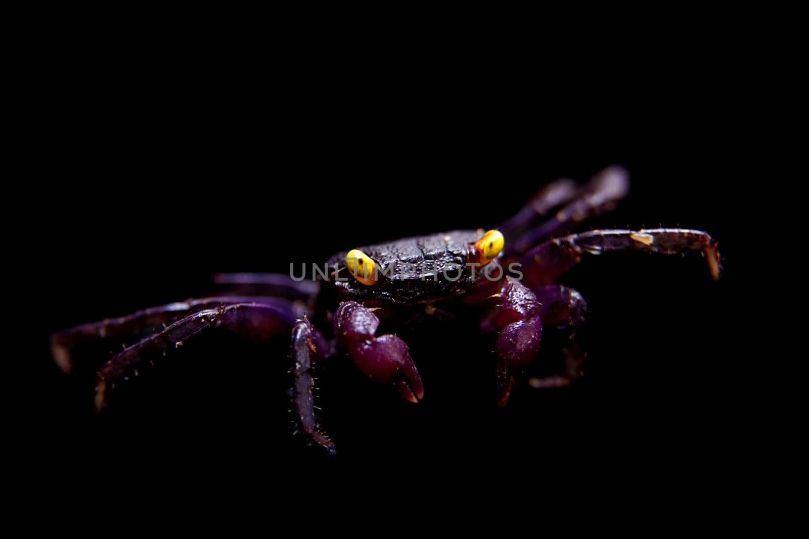 Little Purple Vampire Crab isolated on black by RosaJay