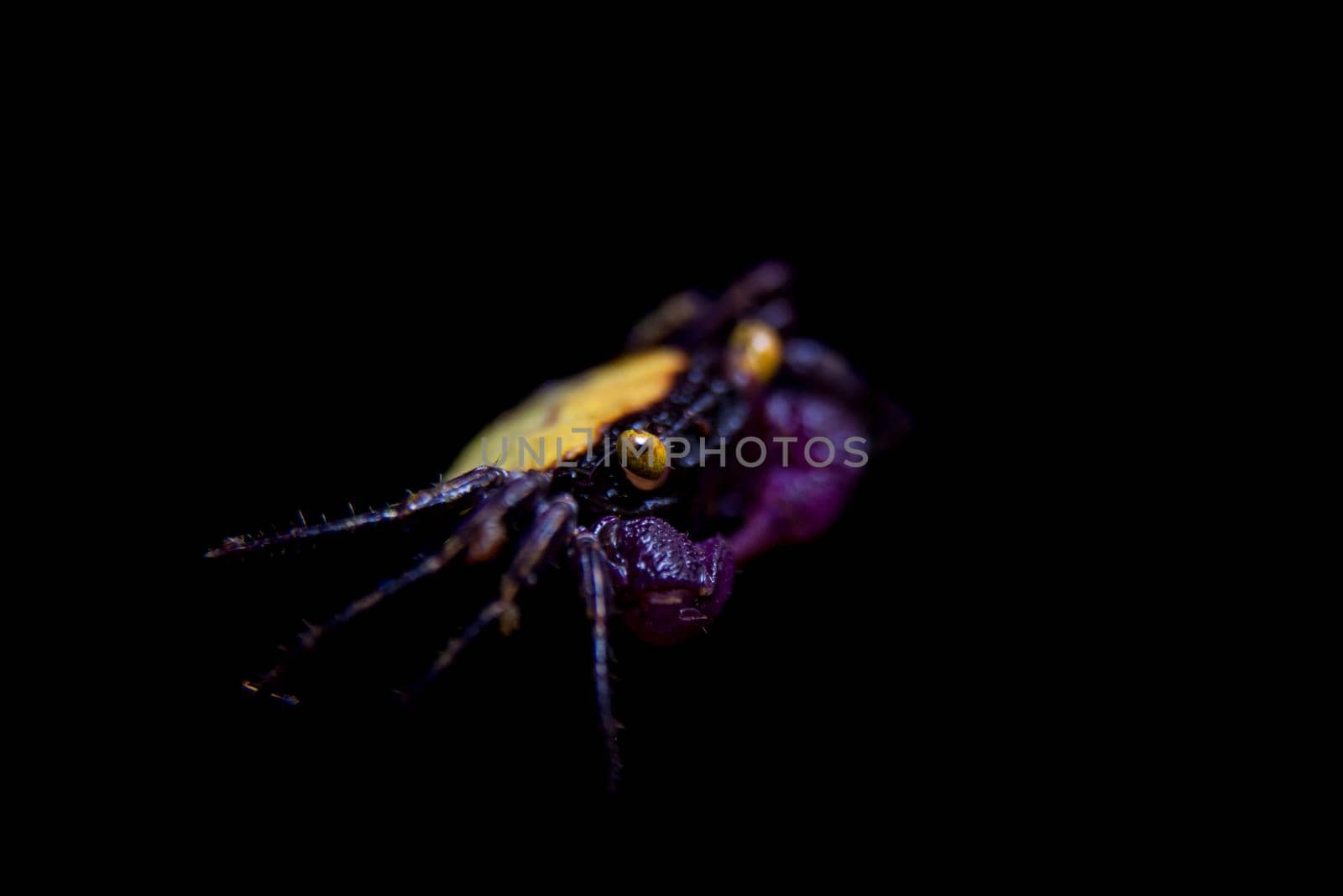 Little Purple Vampire Crab, Geosesarma dennerle, isolated on black background