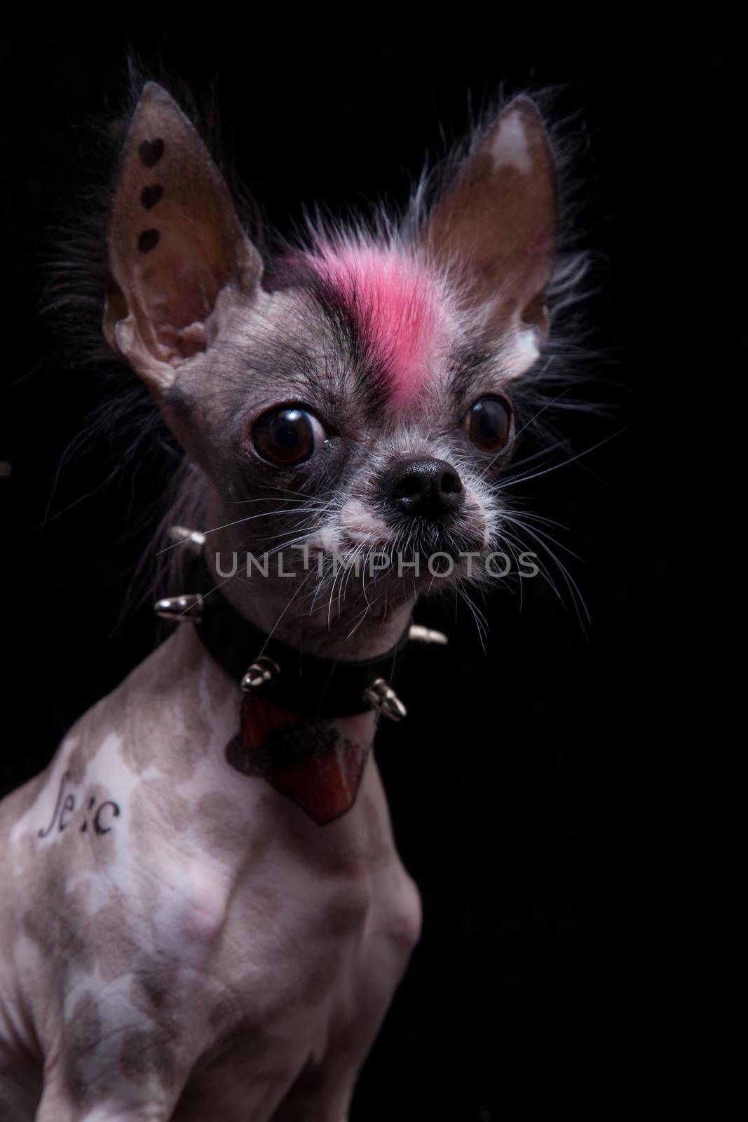 Punk style peruvian hairless and chihuahua mix dog with tattoo, isolated on black