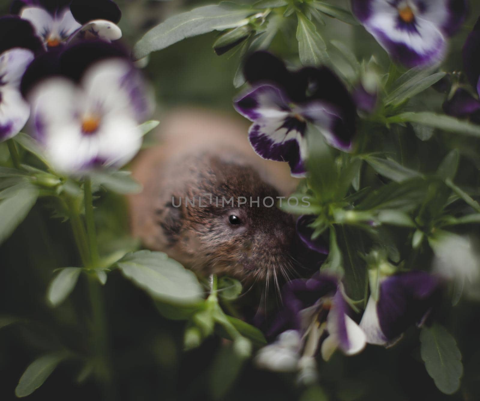 The eastern mole vole, Ellobius tancrei, on white