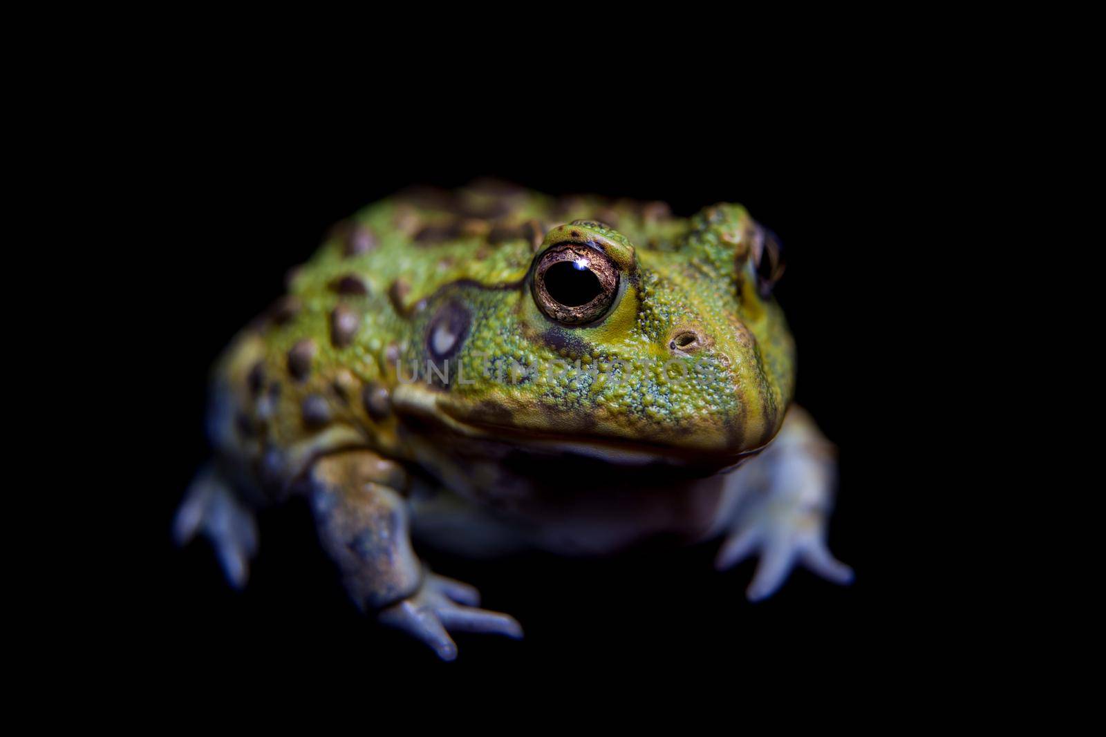 The small froglet of African bullfrog on black by RosaJay