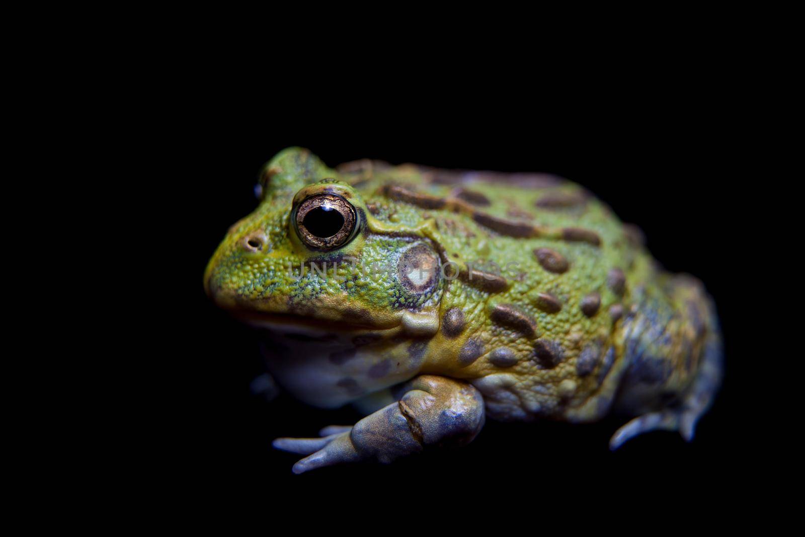 The African bullfrog, Pyxicephalus adspersus, isolated on black background