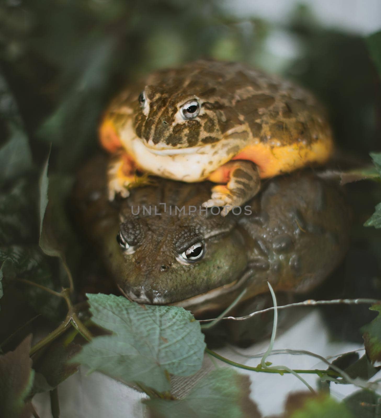 Couple African bullfrogs, male and female, Pyxicephalus adspersus, sitting on green leaves
