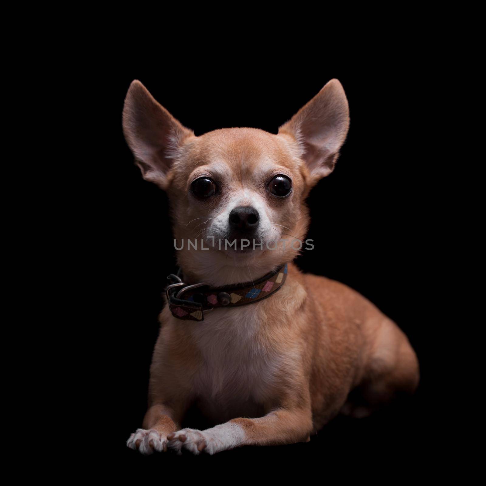 Chihuahua, 11 years old, isolated on the black background