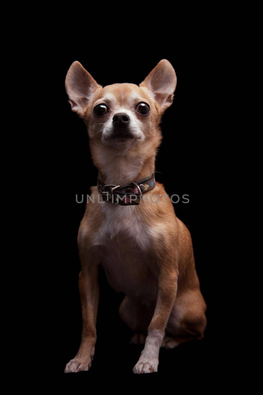 Chihuahua, 11 years old, isolated on the black background