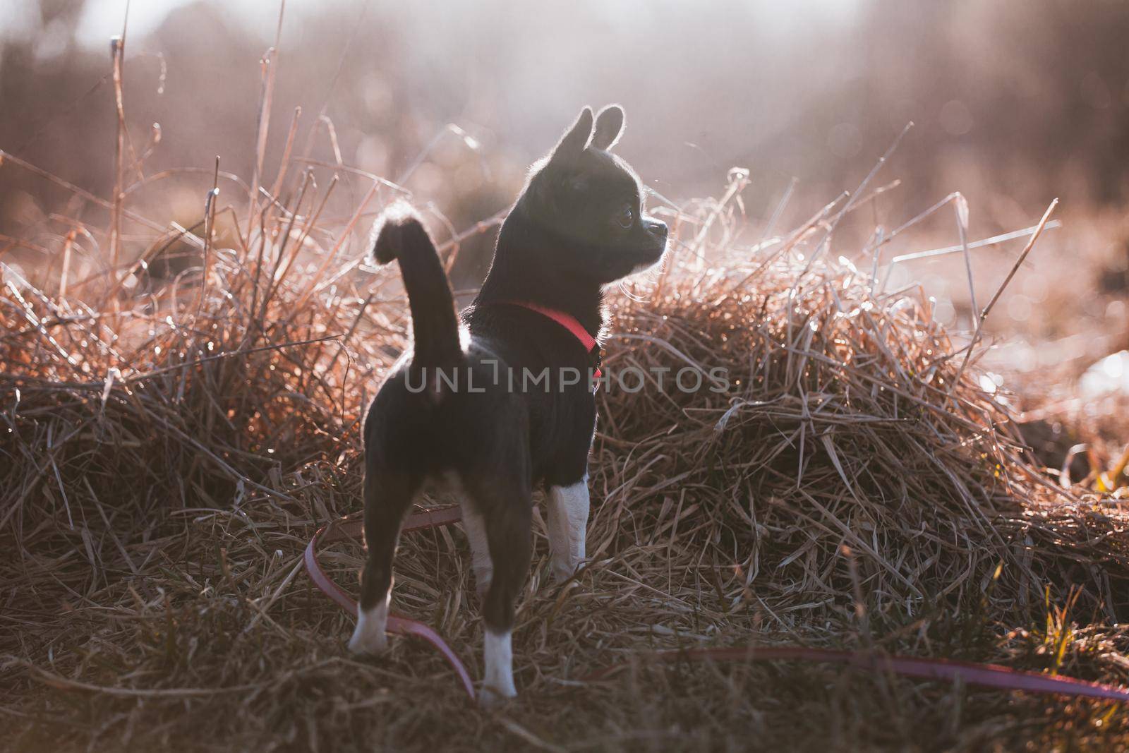 Chihuahua, 5 months old, standing at the beautiful autumn field