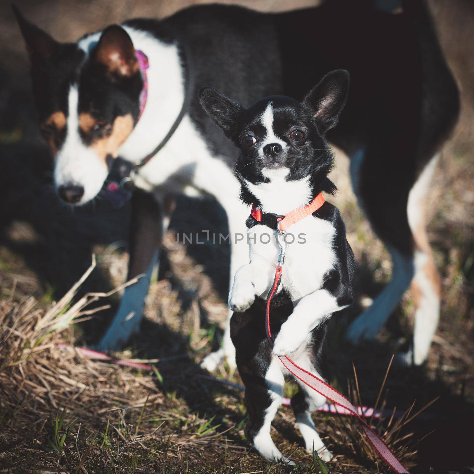 Chihuahua, 5 months old, standing against a basenji dog