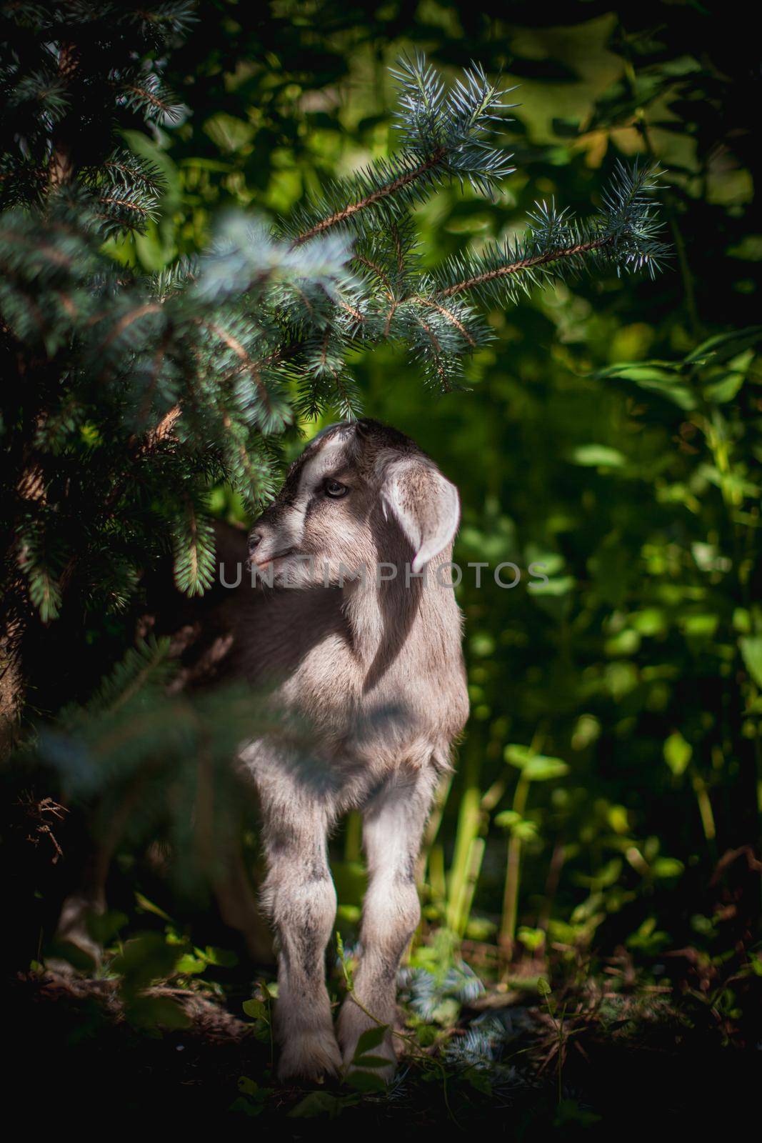 Cute young grey goatling standing in a garden