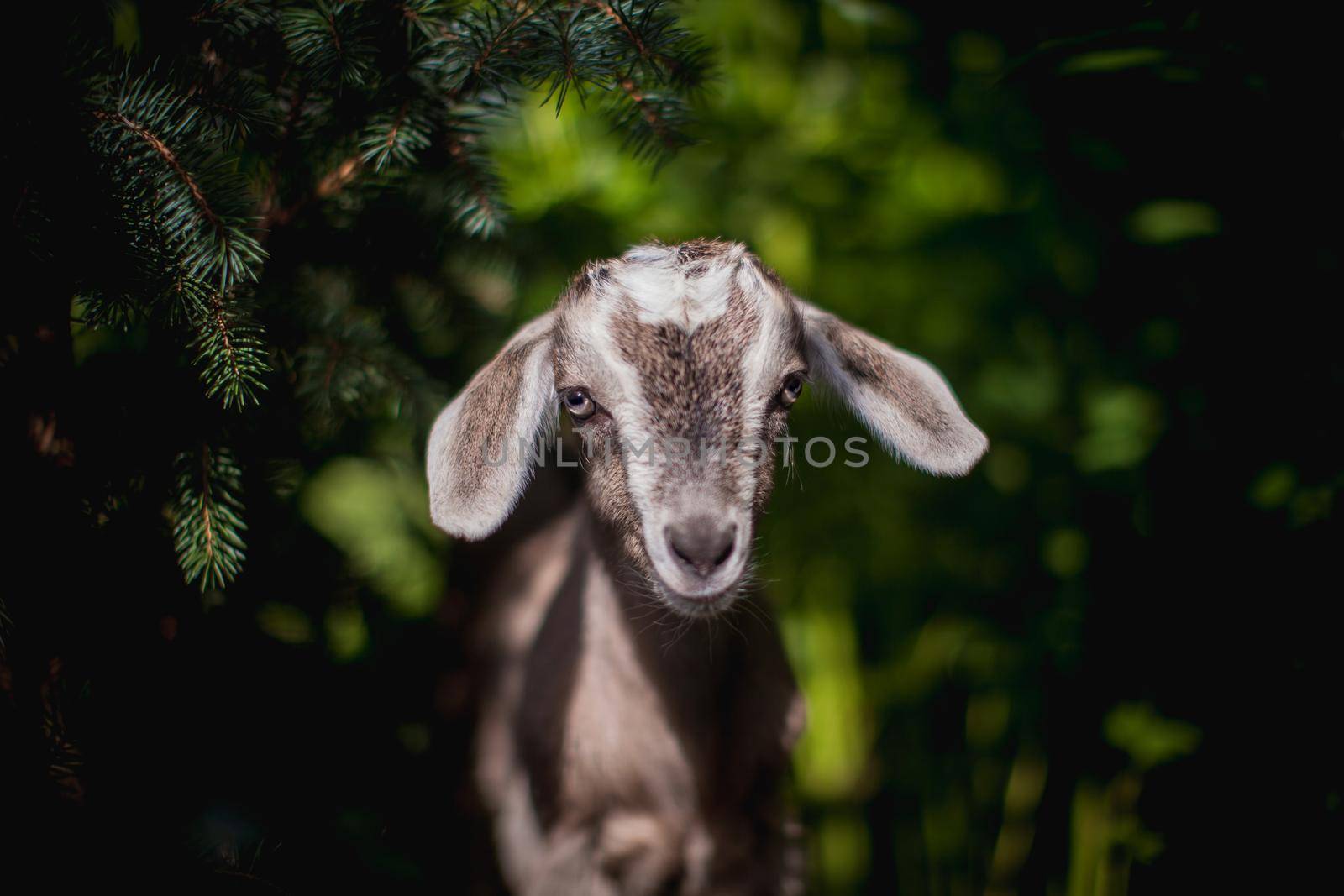 Cute young grey goatling standing in a garden