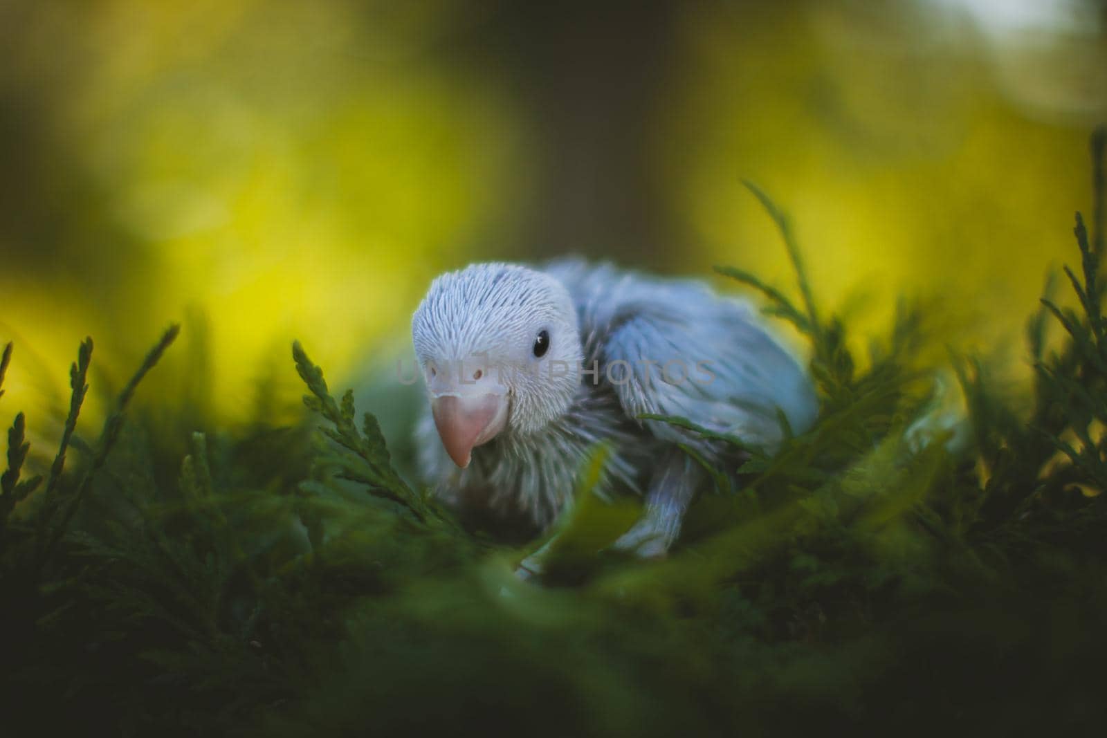 Blue rose-ringed or ring-necked parakeet in a garden by RosaJay