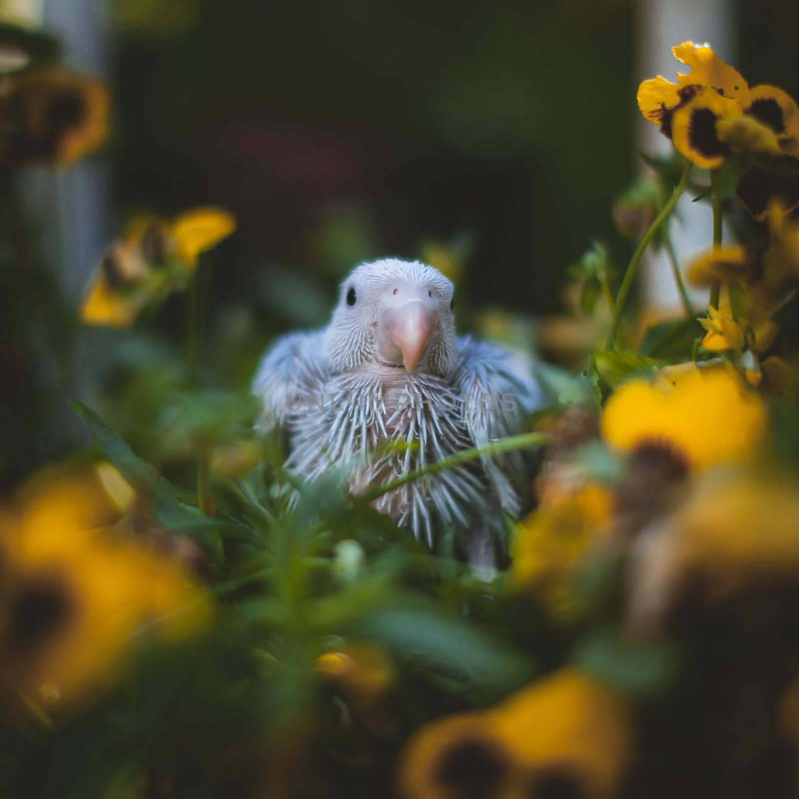 The rose-ringed or ring-necked parakeet, Psittacula krameri, female, in a garden