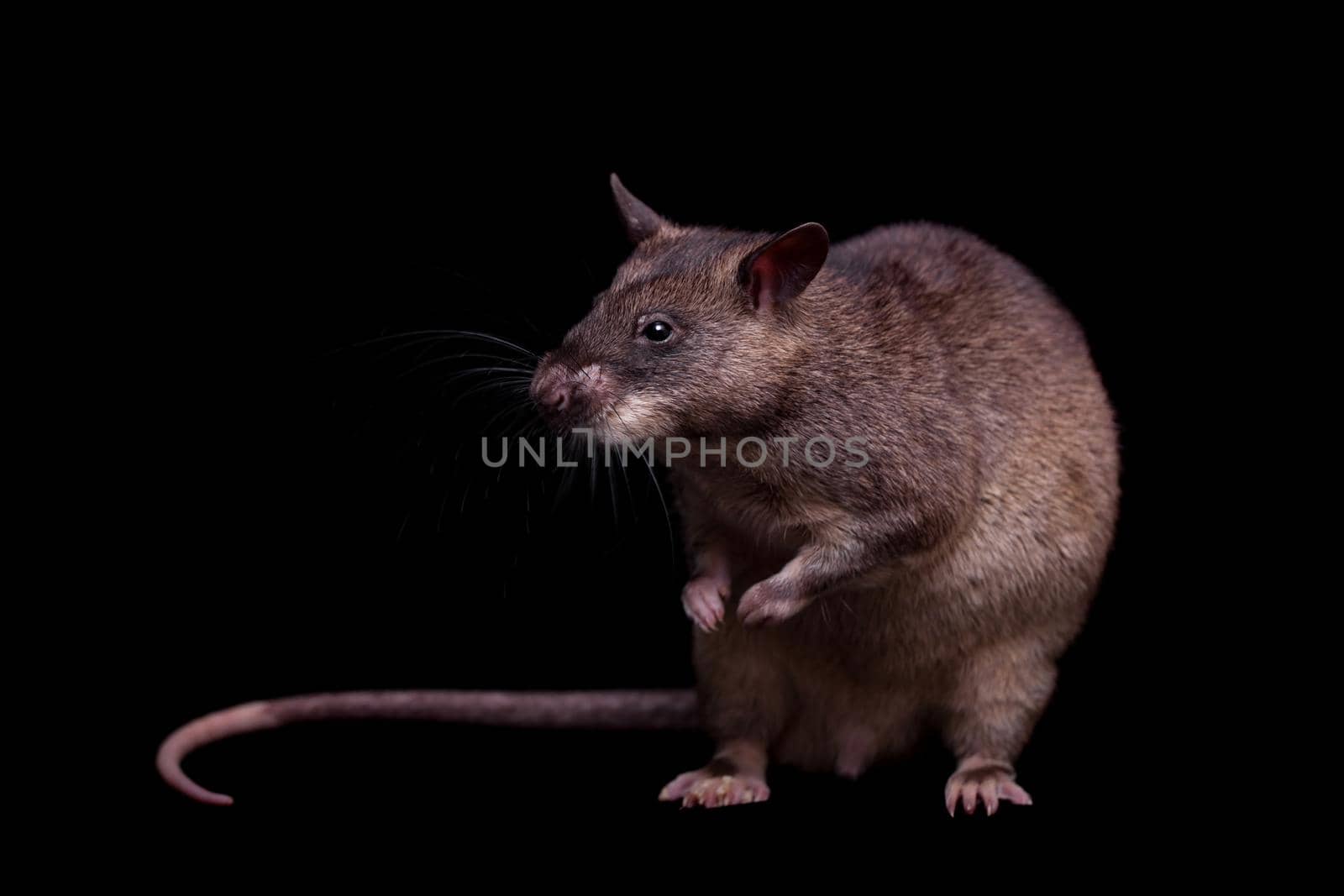 Gambian pouched rat, Cricetomys gambianus, isolated on black background