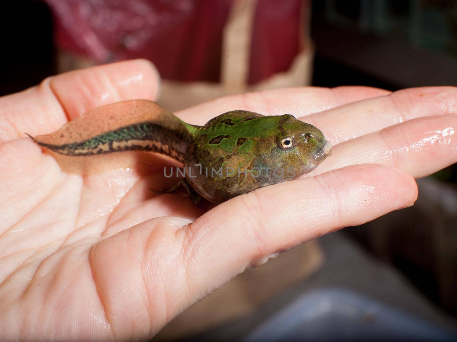 The Brazilian horned frog tadpole, Ceratophrys aurita