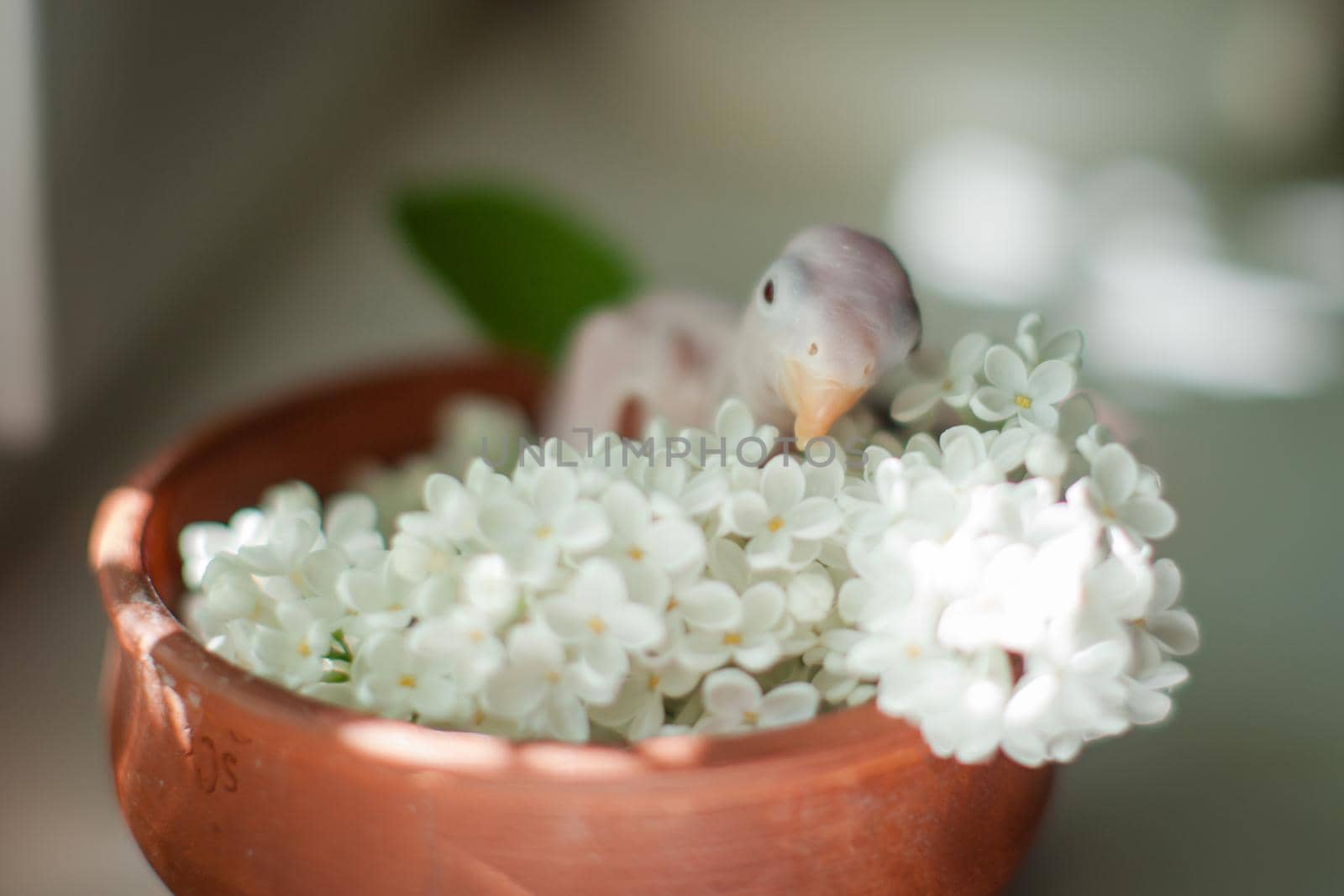 The rose-ringed or ring-necked parakeet baby with white flowers by RosaJay