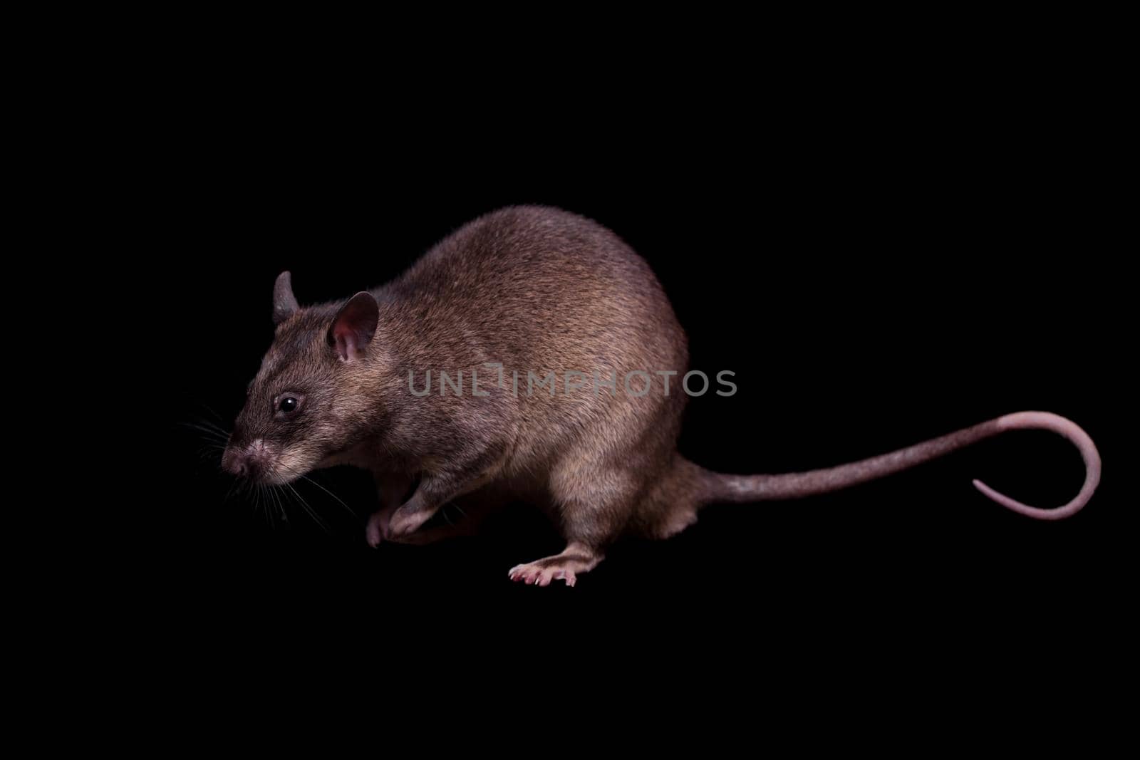 Gambian pouched rat, 3 years old, on black by RosaJay