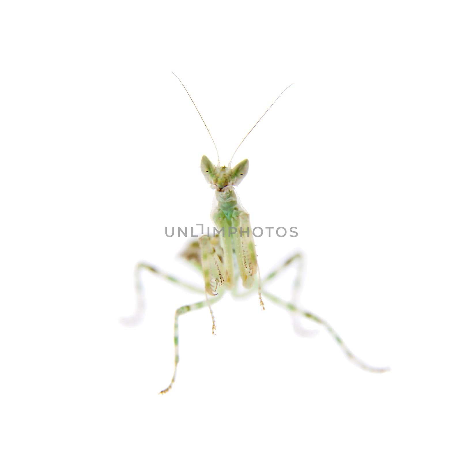 Indian flower praying mantis, Creobroter gemmatus, on white by RosaJay