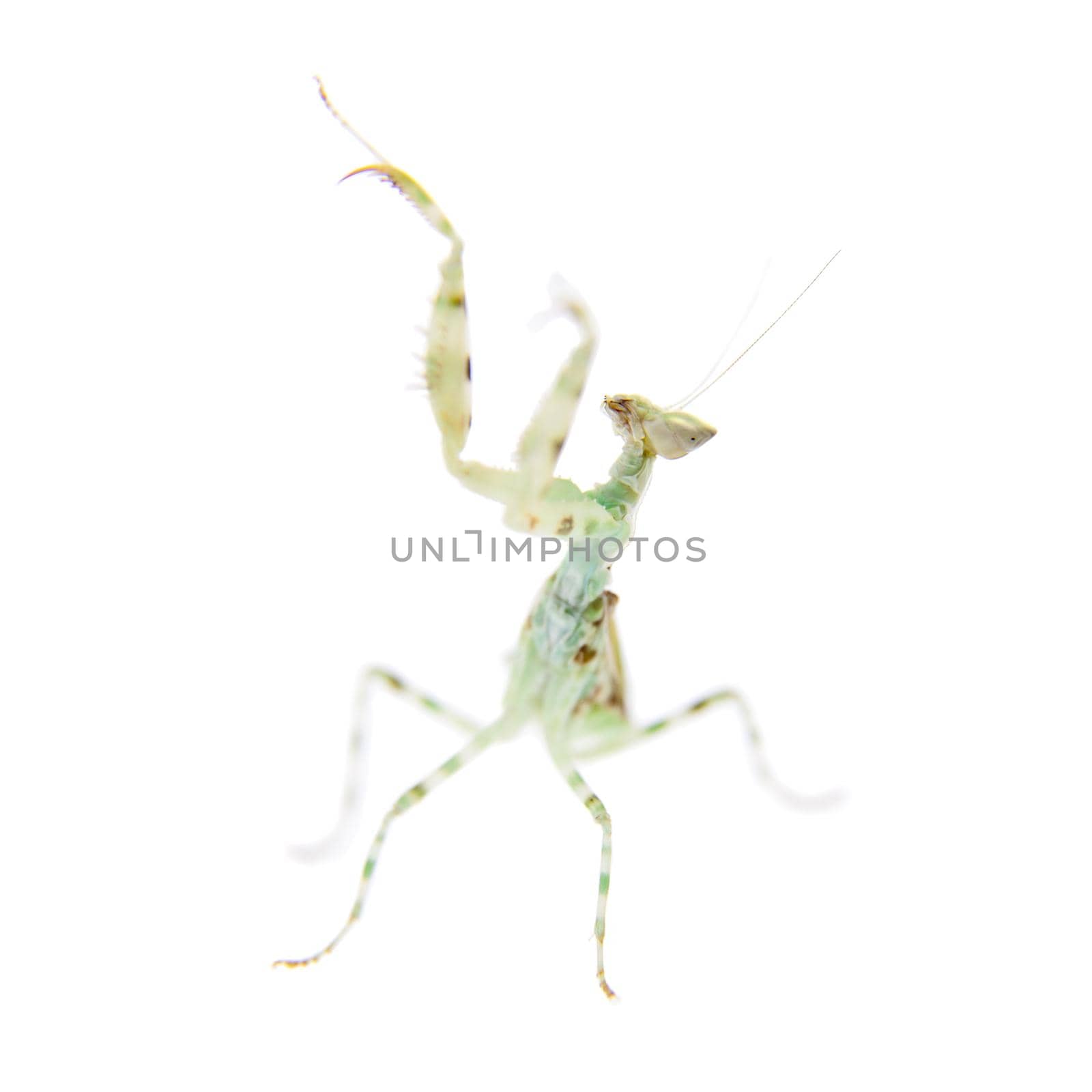 Indian flower praying mantis, Creobroter gemmatus, on white by RosaJay