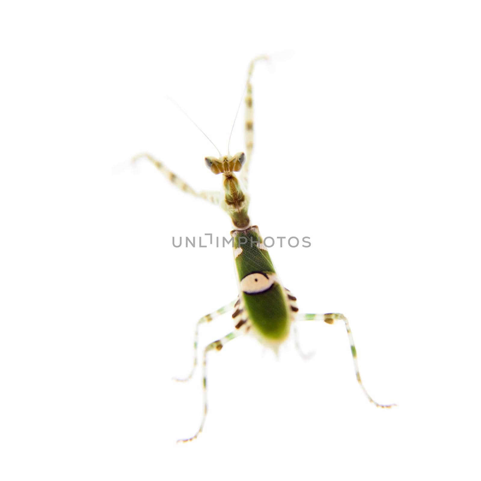 Indian flower praying mantis, Creobroter gemmatus, on white by RosaJay