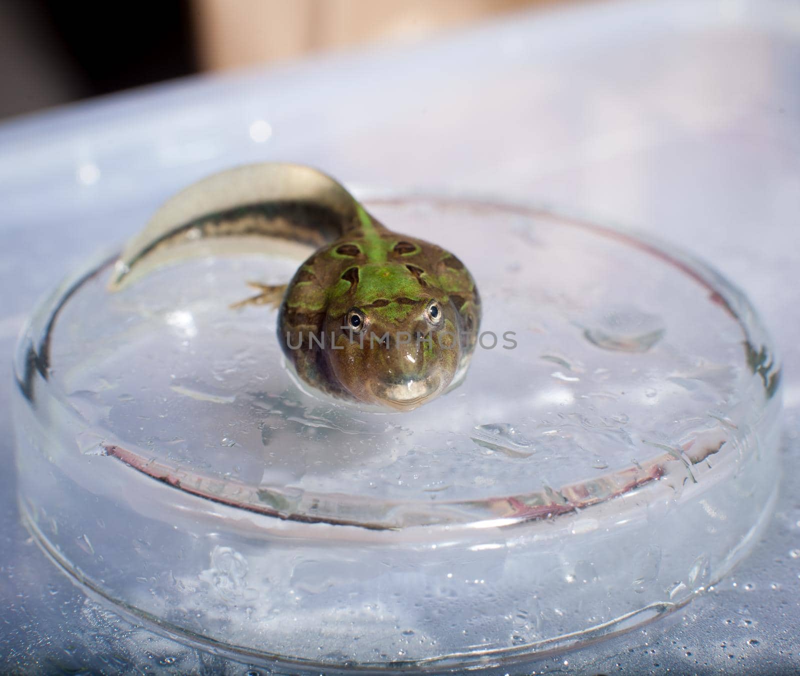 The Brazilian horned frog tadpole in the water by RosaJay