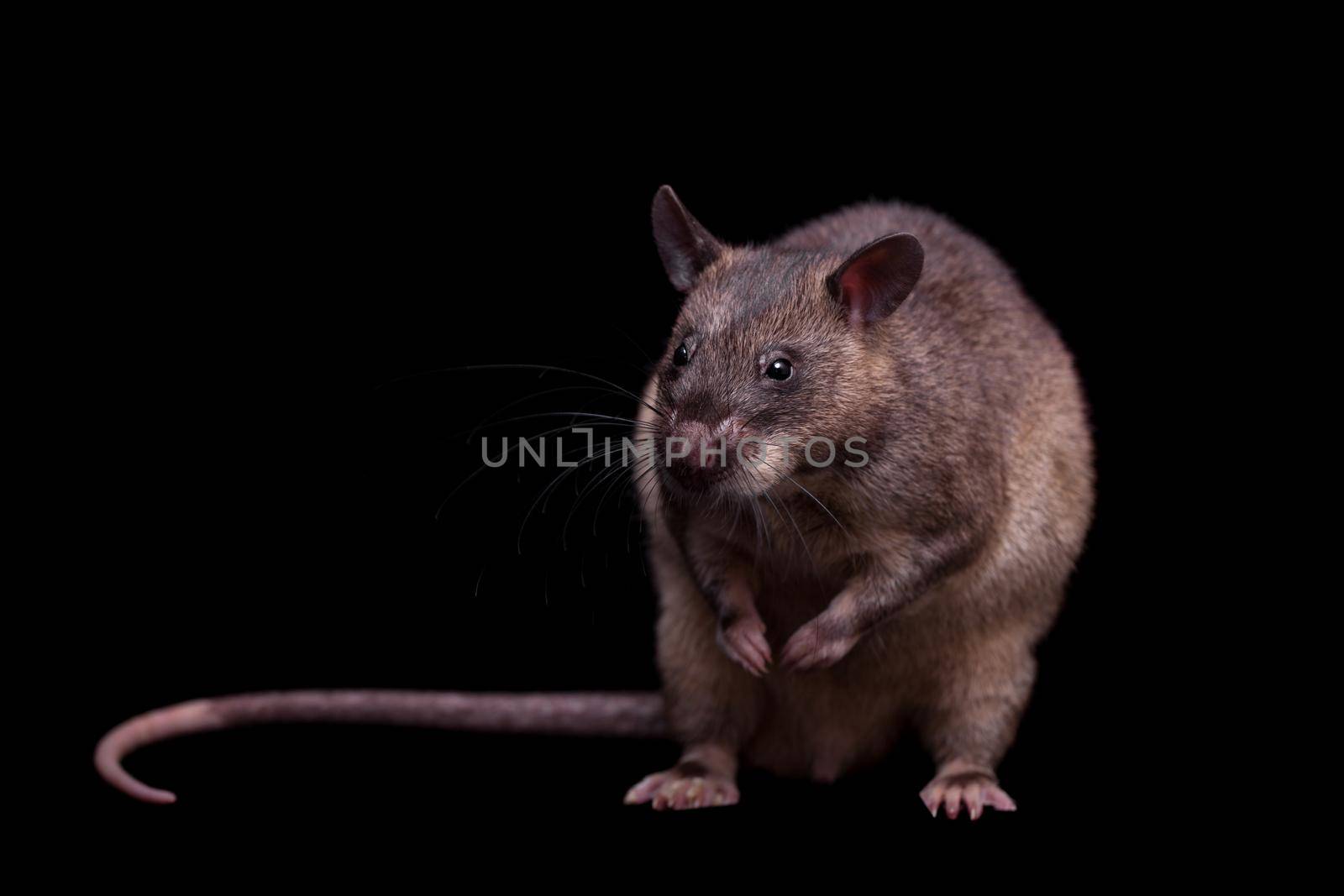 Gambian pouched rat, Cricetomys gambianus, isolated on black background