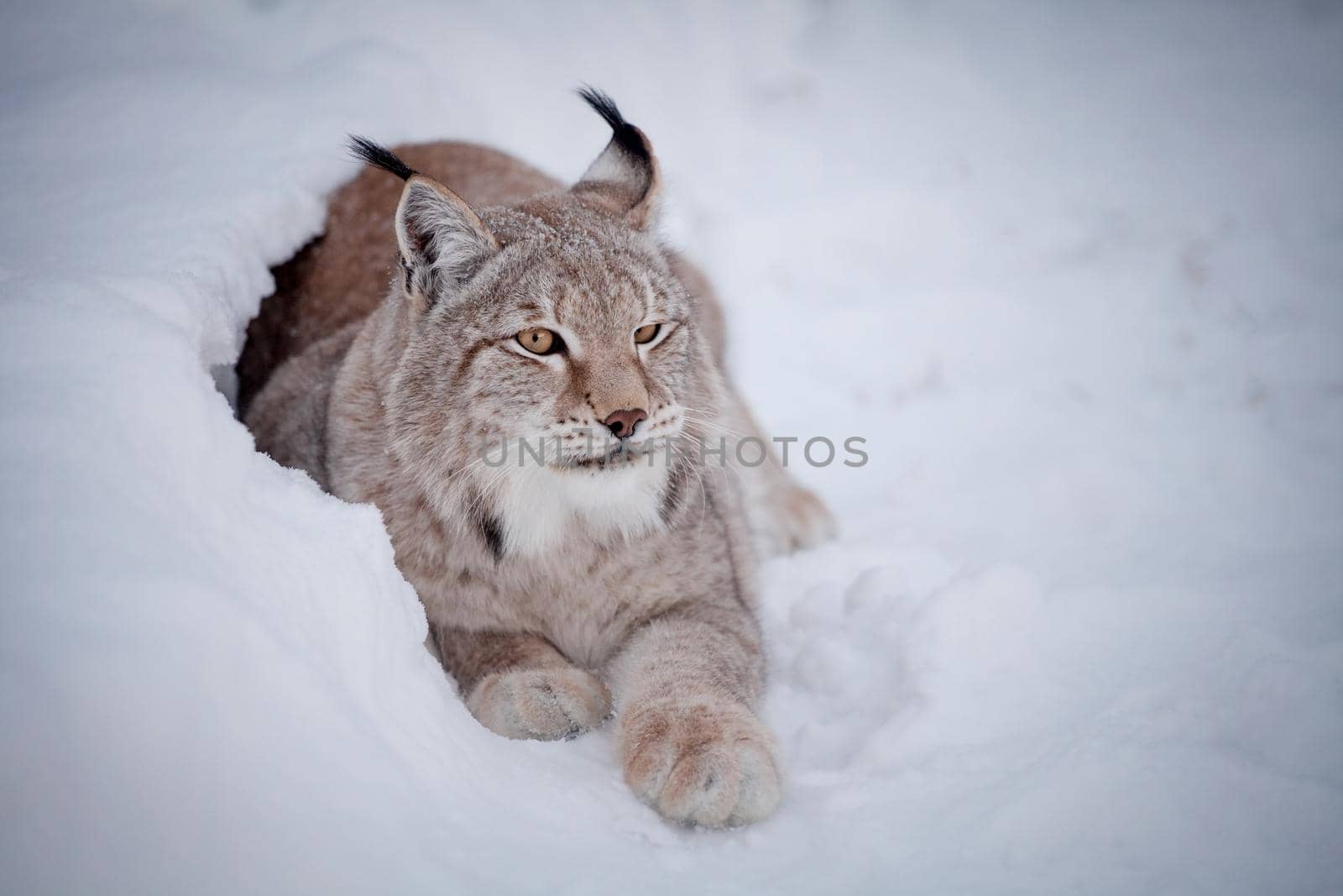 Beautiful Eurasian bobcat, lynx lynx, in winter field