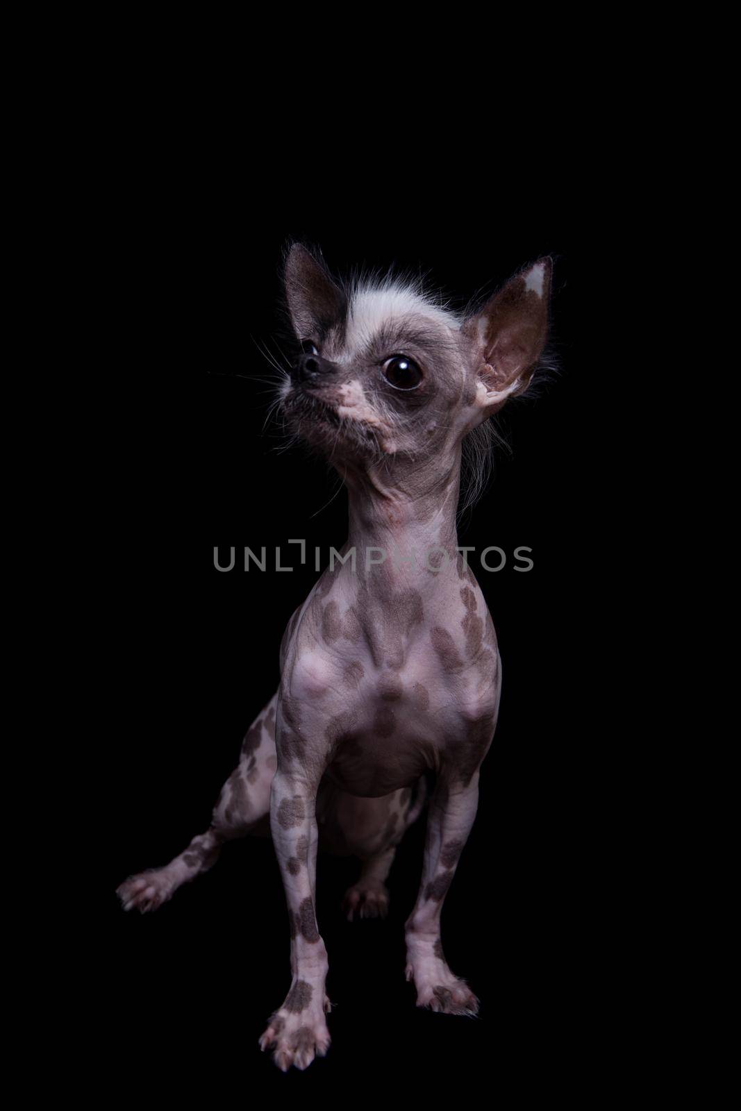 Peruvian hairless and chihuahua mix dog on black by RosaJay
