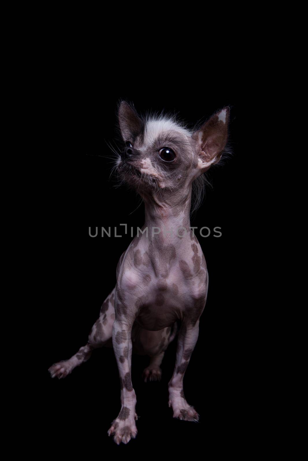 Peruvian hairless and chihuahua mix dog isolated on black background