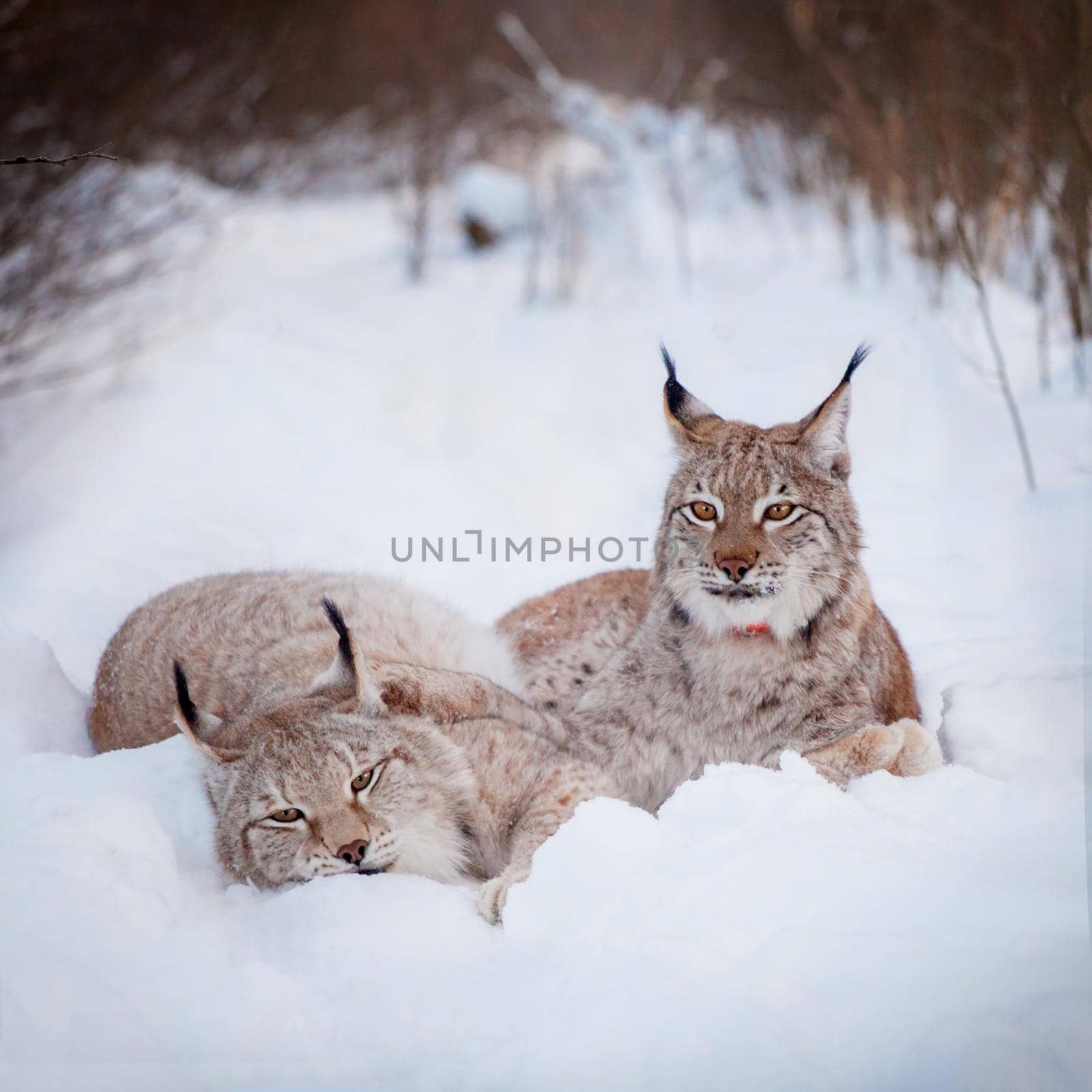 Abordable Eurasian Lynx, portrait in winter field by RosaJay