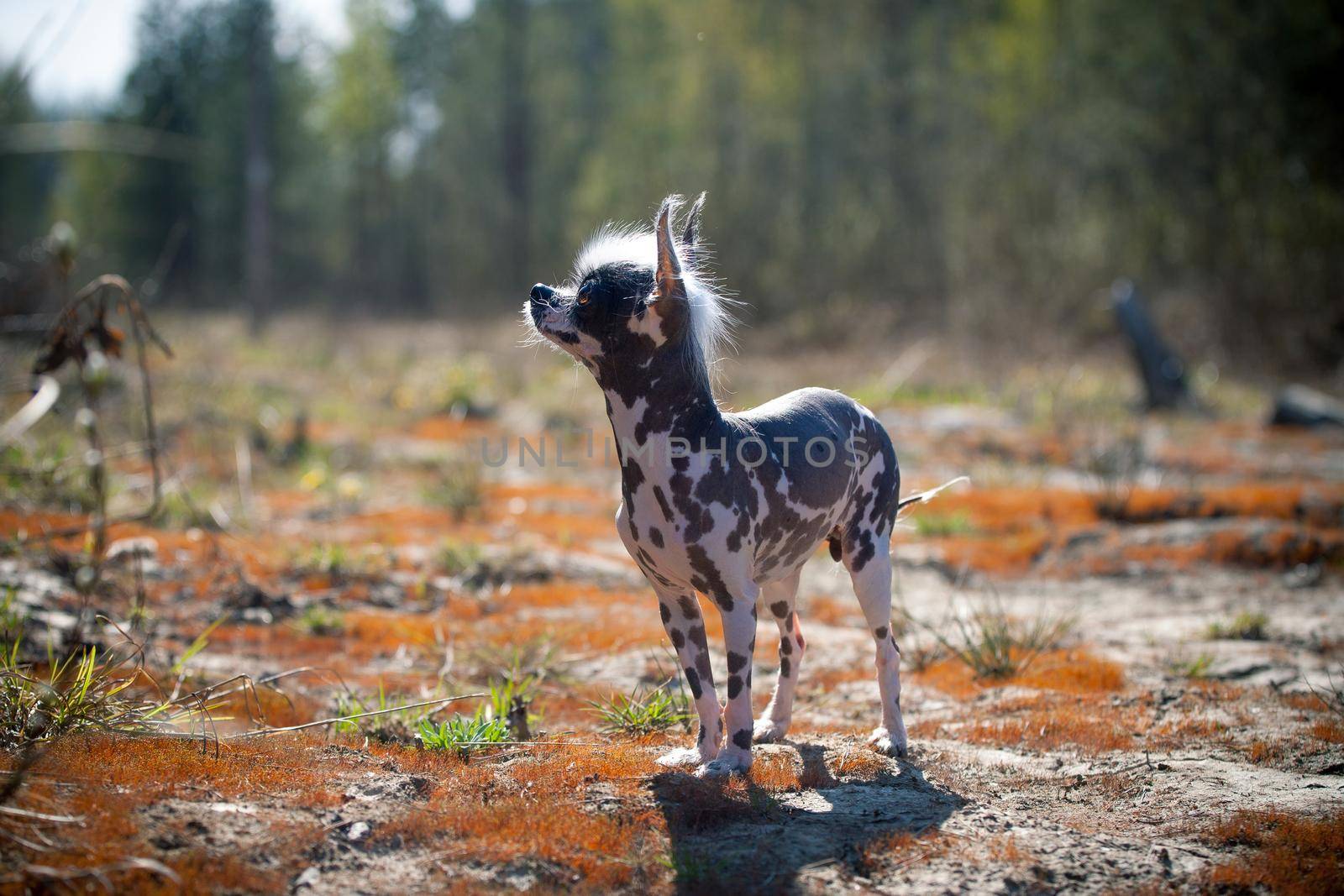 Peruvian hairless and chihuahua mix dog on red moss by RosaJay